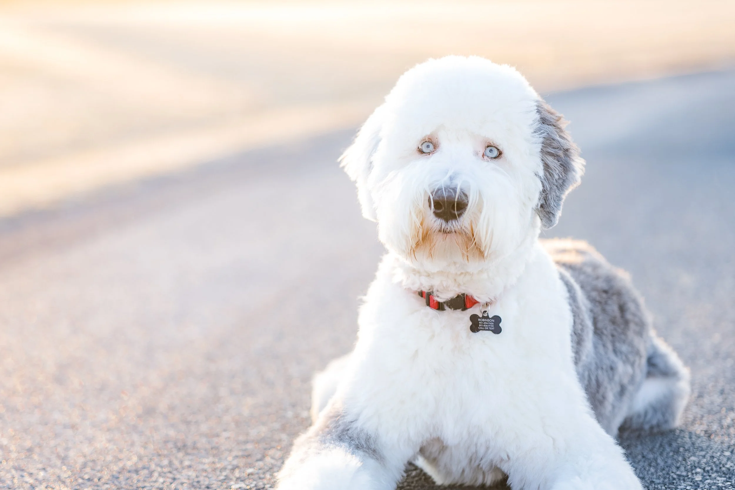 Rocky_Groomed_UtahGoldendoodles-11.jpg