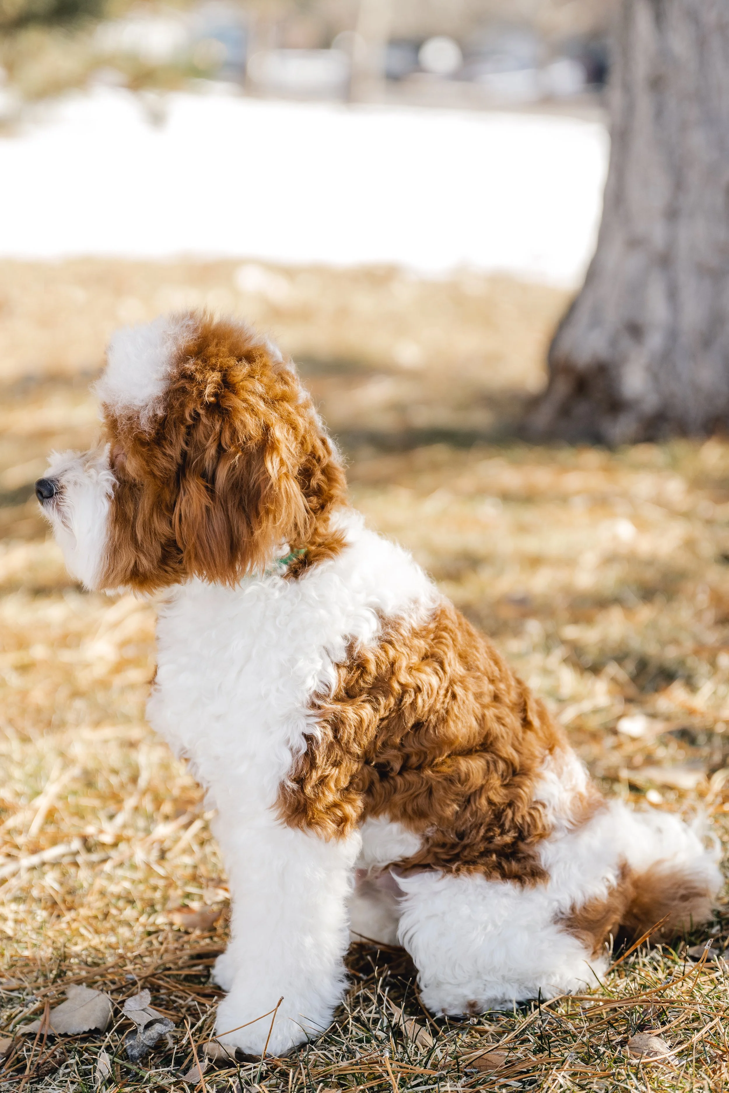Petite Mini Goldendoodle Stud Waldo Utah Doodles
