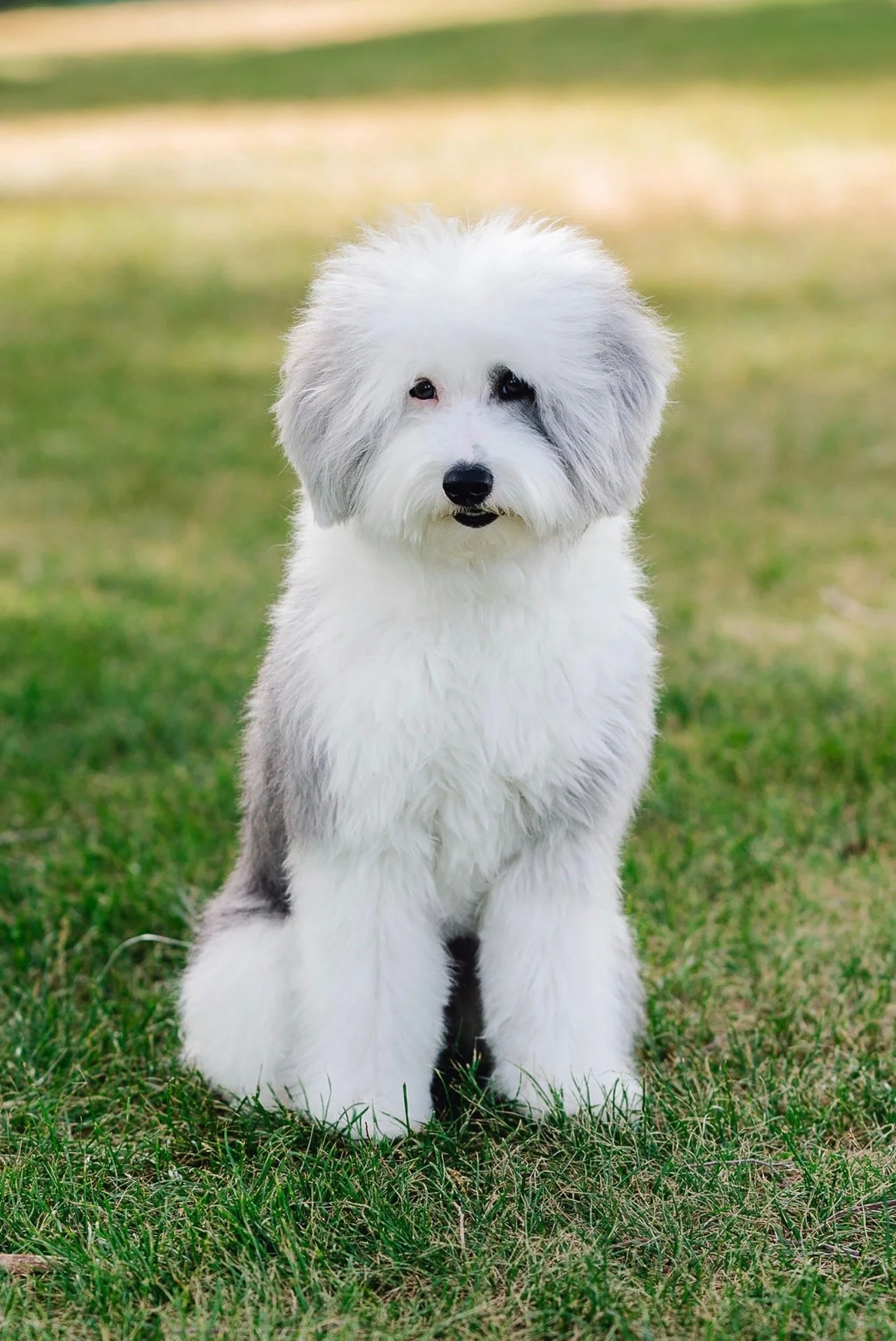 Blue, premium Mini Sheepadoodle stud with fluffy gray and white merle coat walking happily on a brick path at Utah Doodles. Joyful expression, wagging tail, and excellent teddy bear features. Health-tested mini stud available for breeding in Provo an