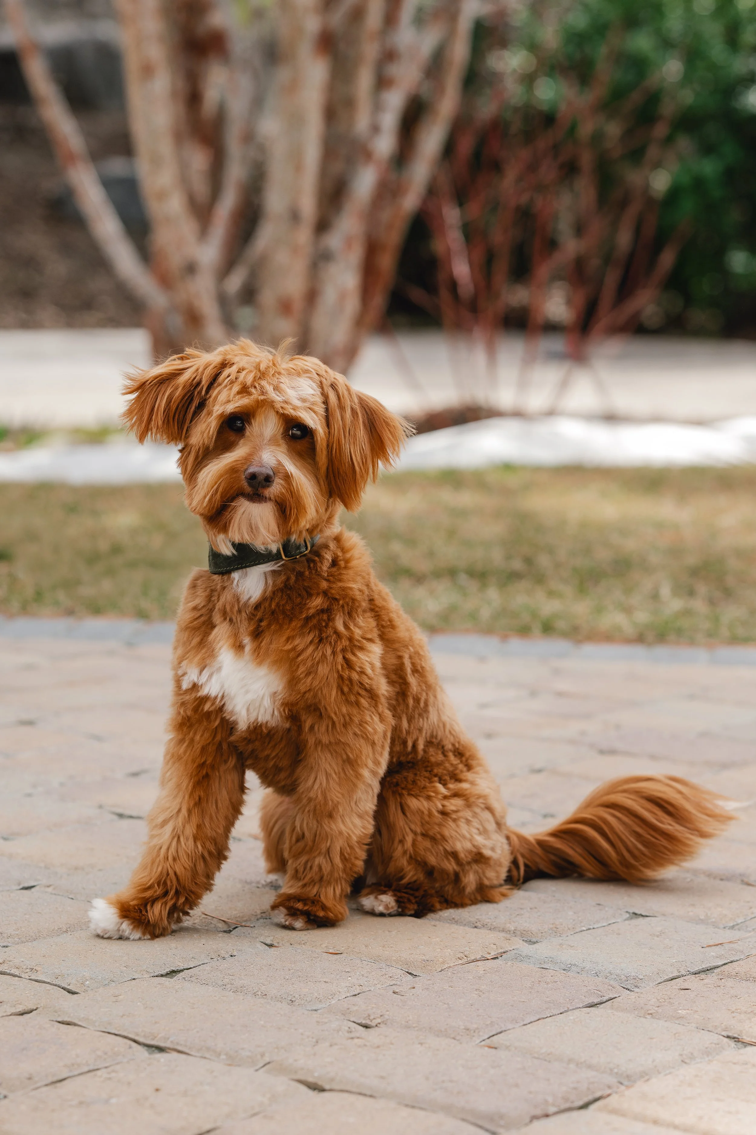 Bram_UtahGoldendoodles-7.jpg