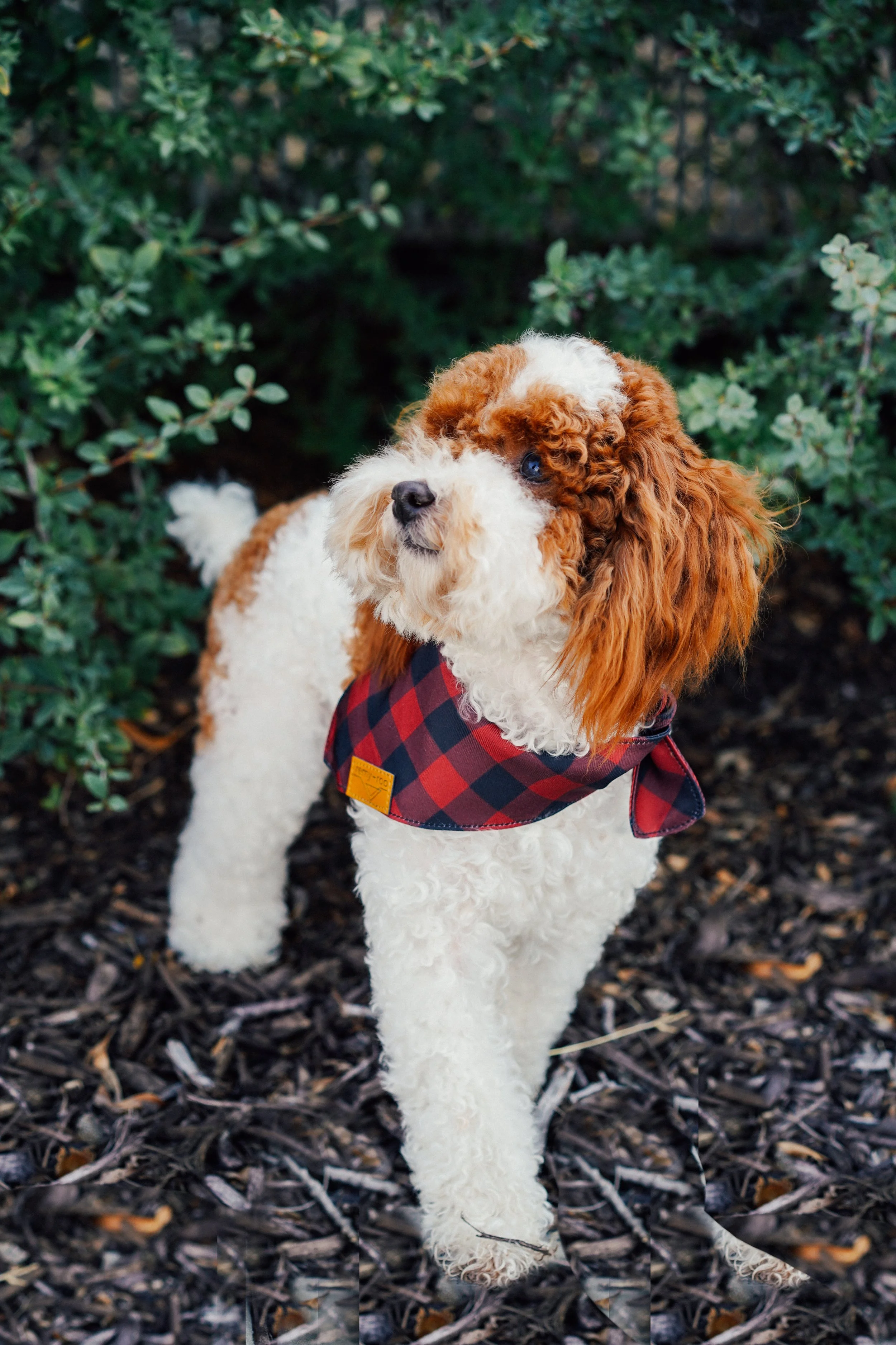 Goldman Sachs Toy Poodle Stud Services Utah Doodles