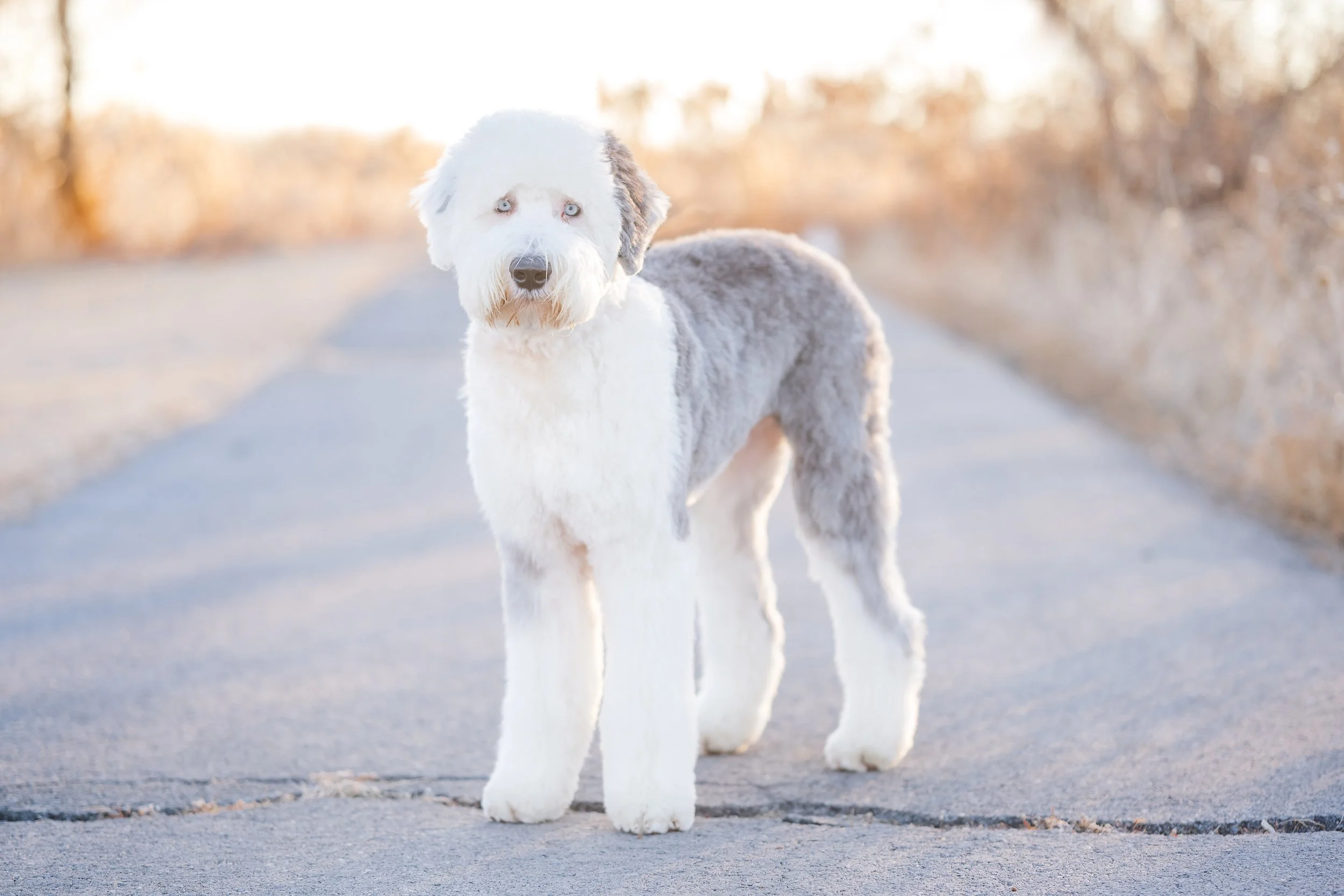 Rocky_Groomed_UtahGoldendoodles-40.jpg