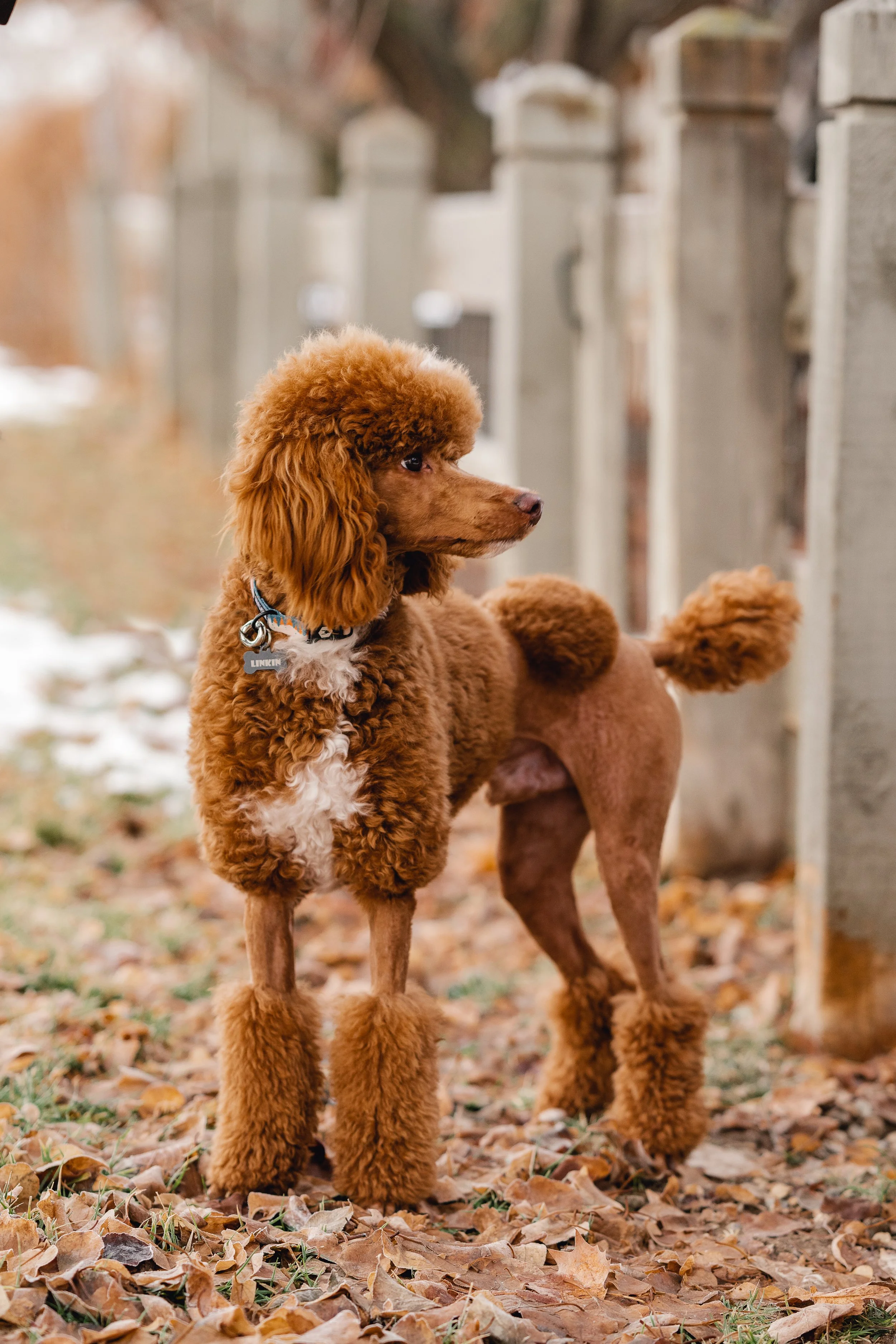 UtahGoldendoodles_Linkin-3.jpg