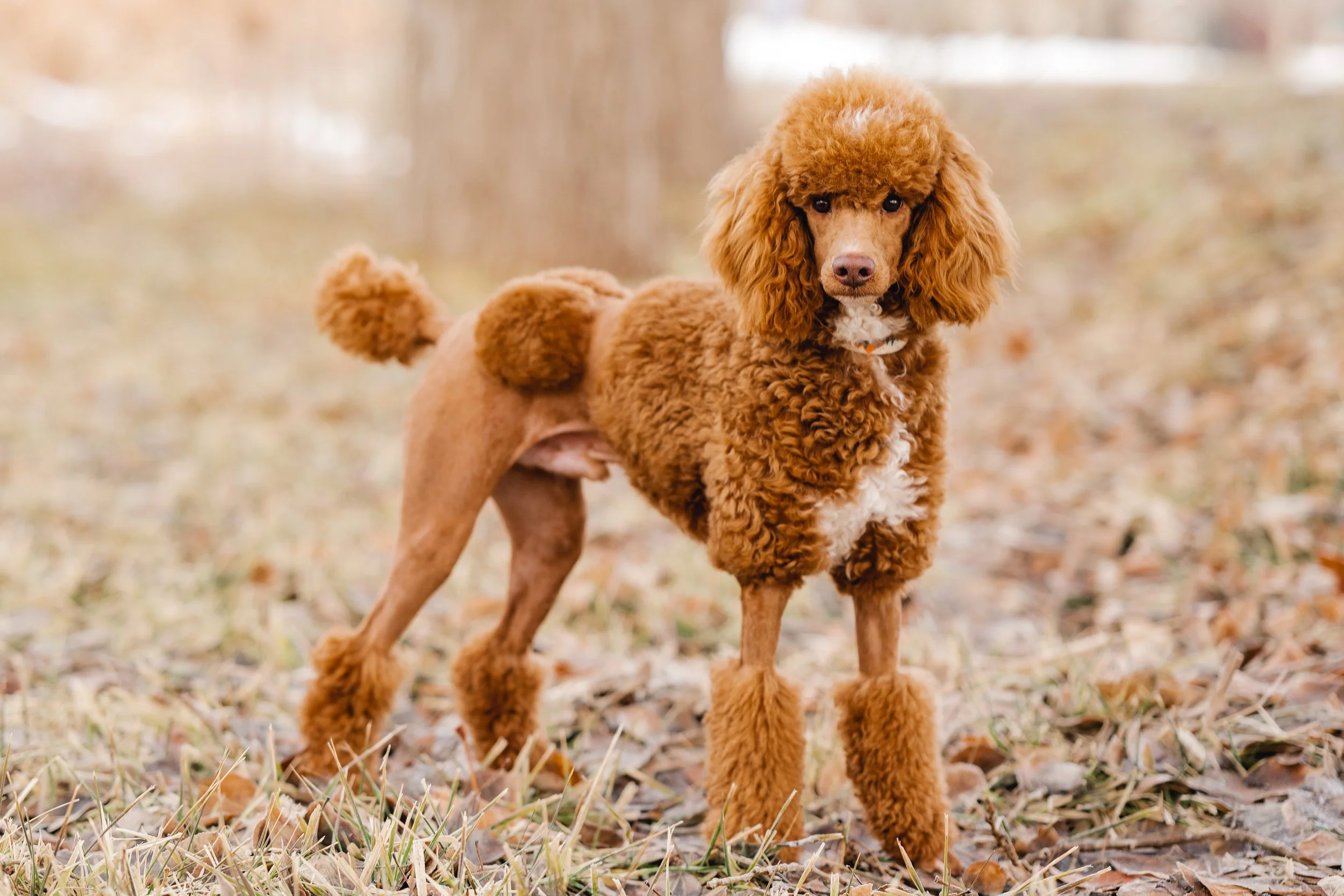 UtahGoldendoodles_Linkin-21.jpg