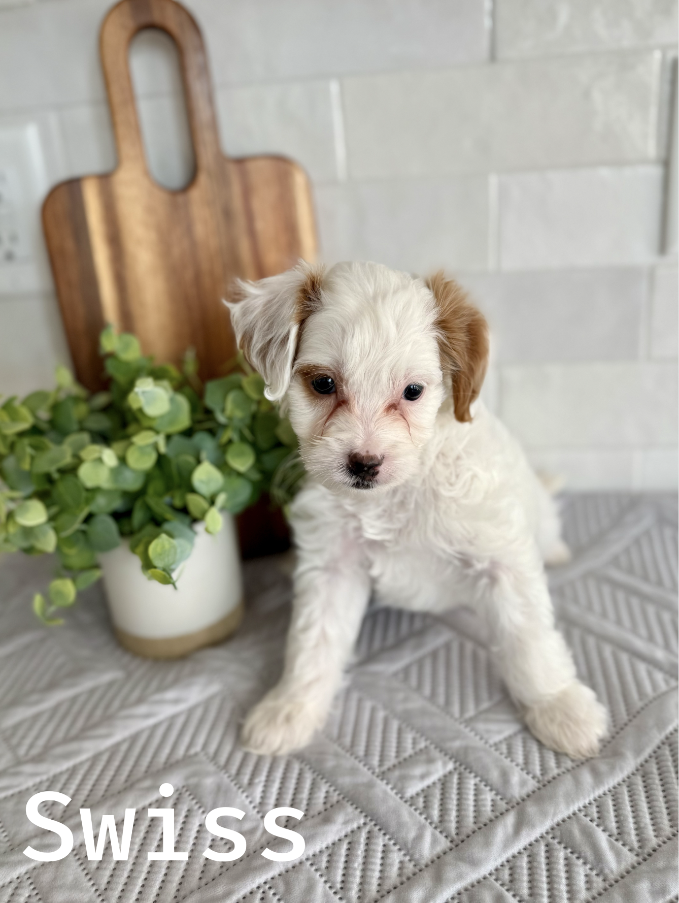 $2000 (Male 10-15 lbs full grown)