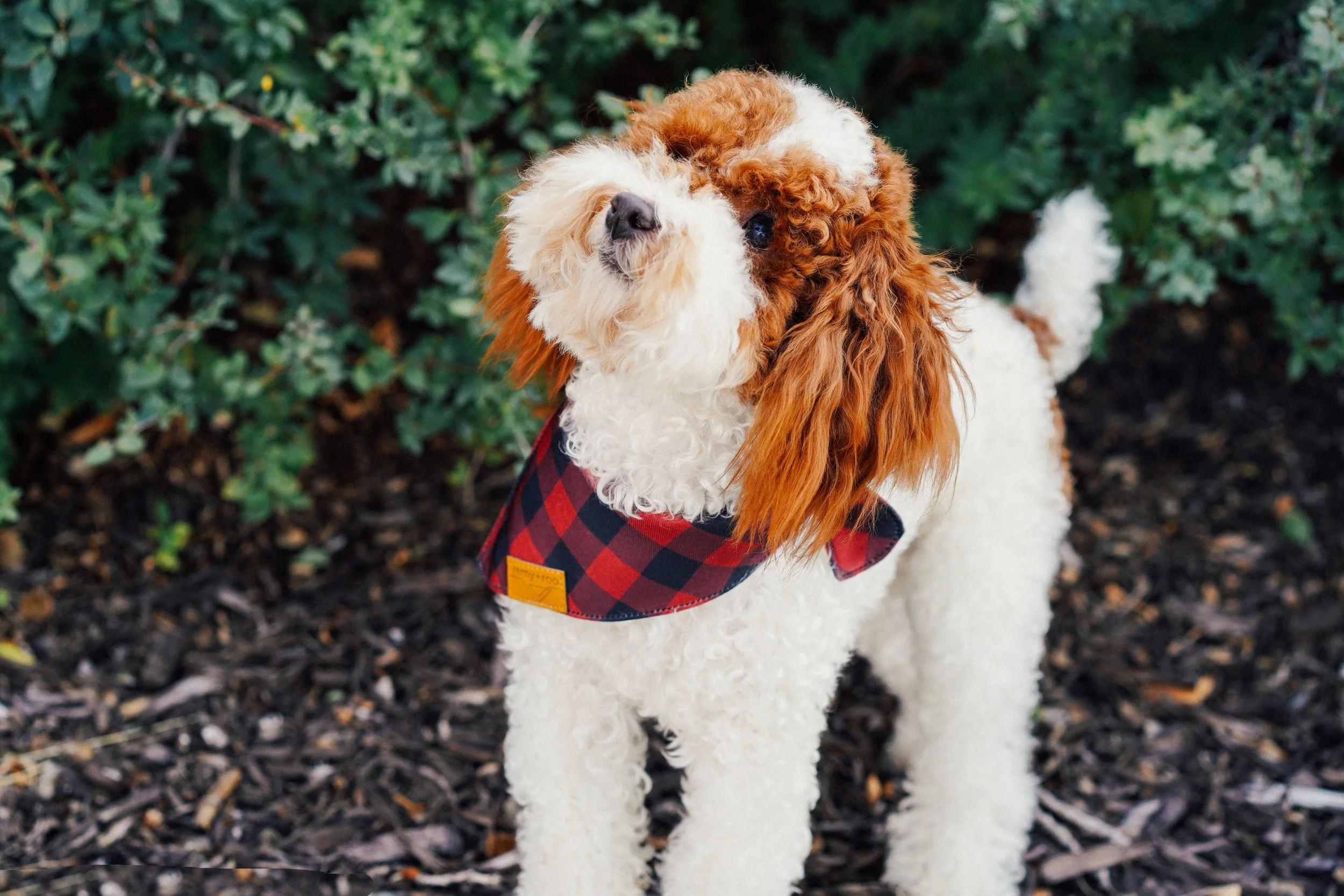 Nashville Tri Color Toy Poodle Stud Utah Doodles
