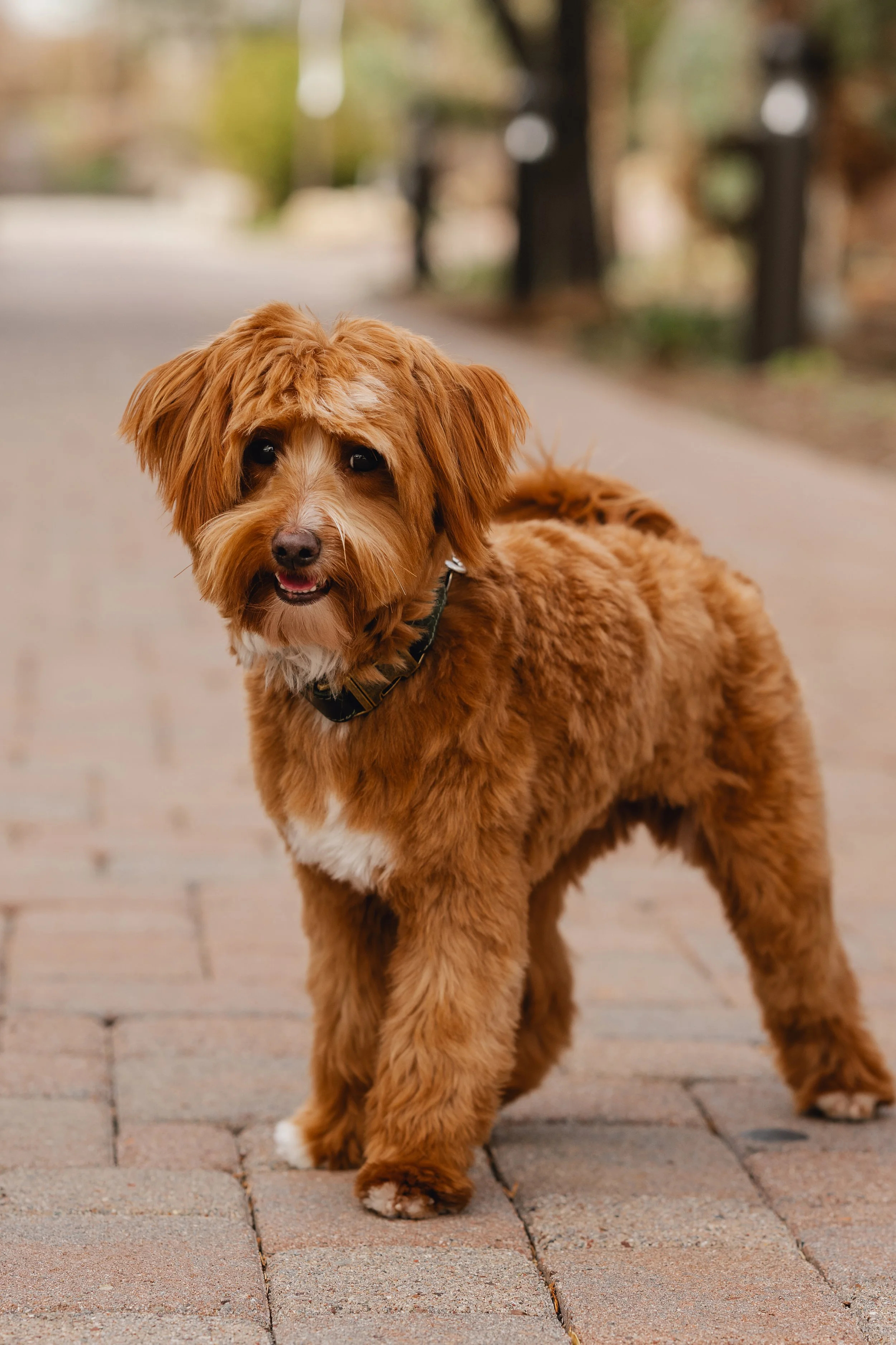Bram_UtahGoldendoodles-30.jpg