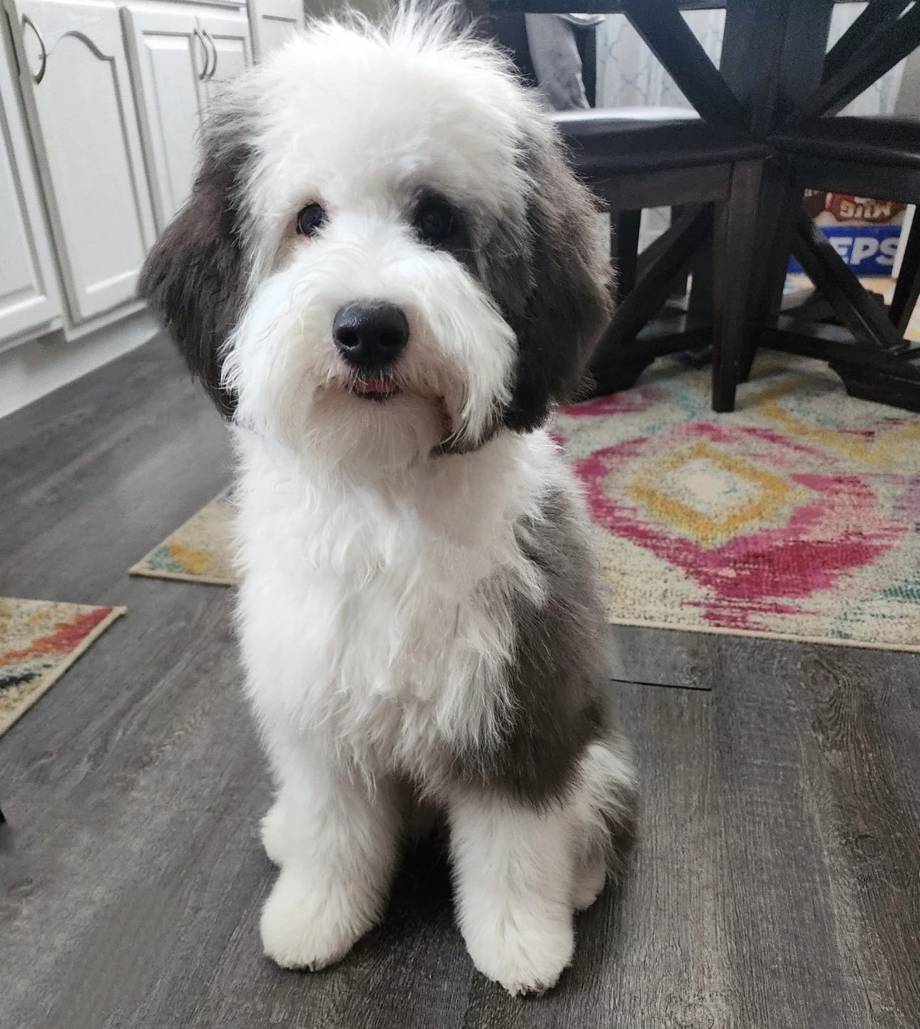 Blue (Puppy from Previous Litter/Not For Sale)