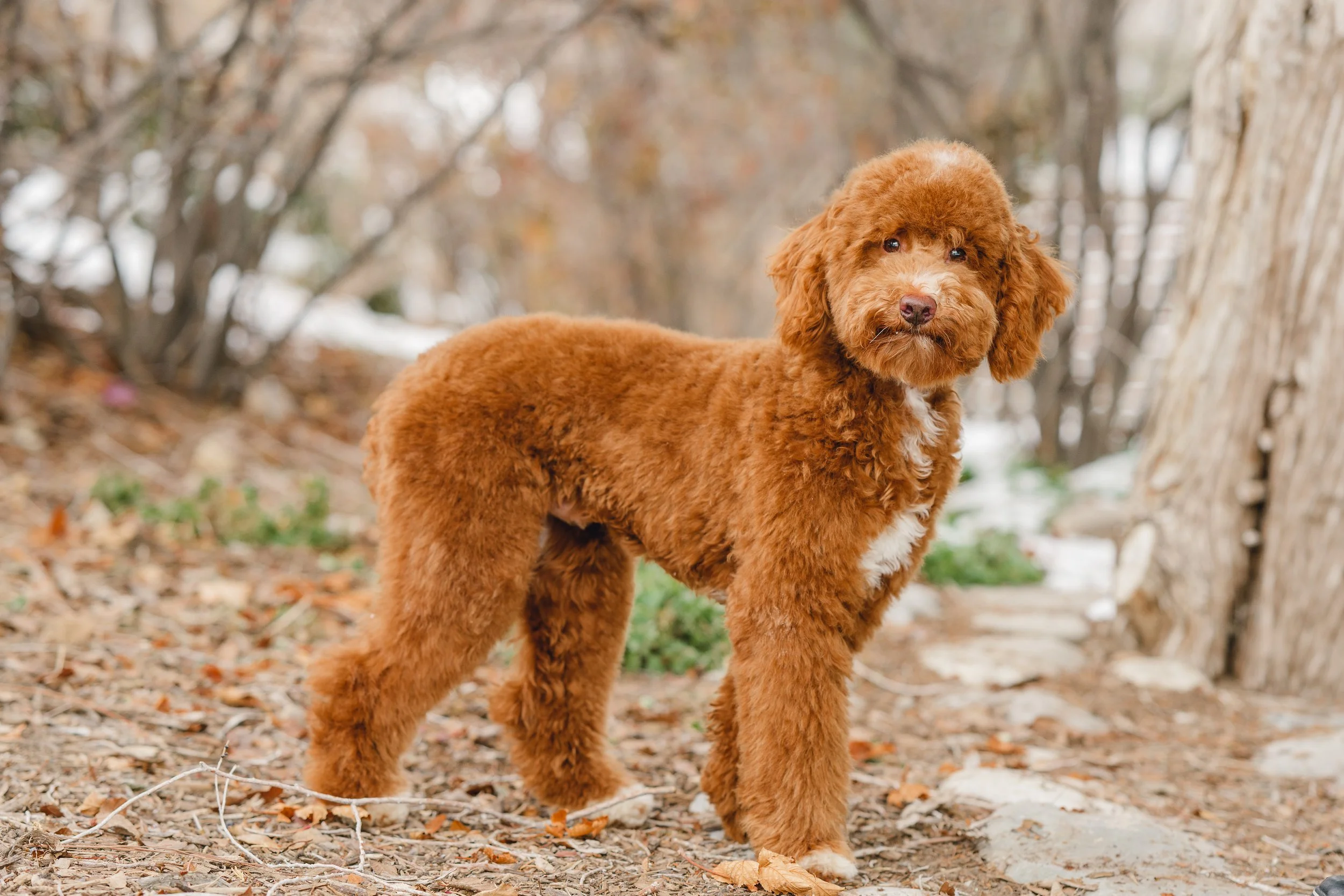 Goose&Howie_UtahGoldendoodles_FGP-11.jpg