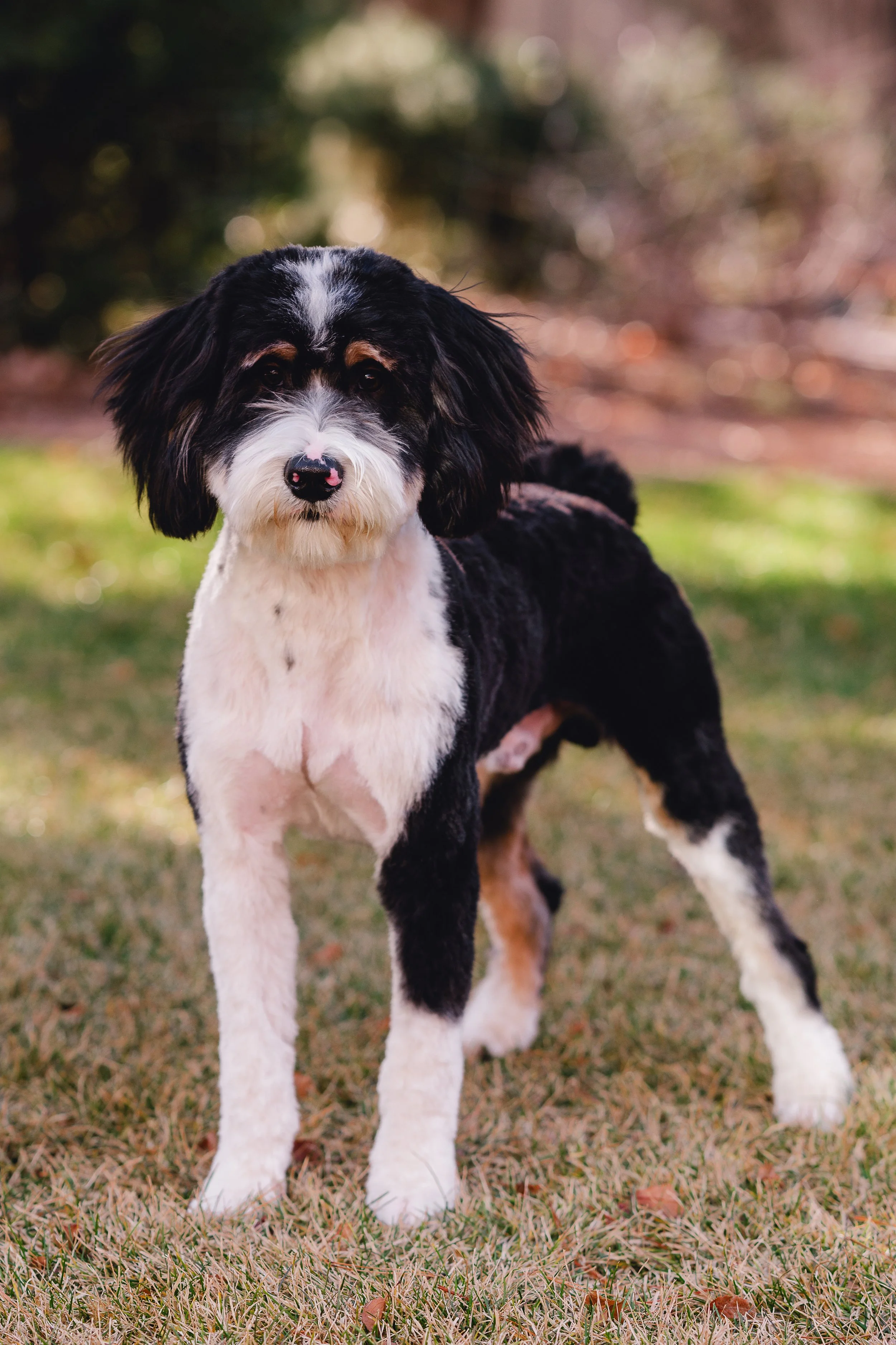 Moose_UtahGoldendoodles-21.jpg