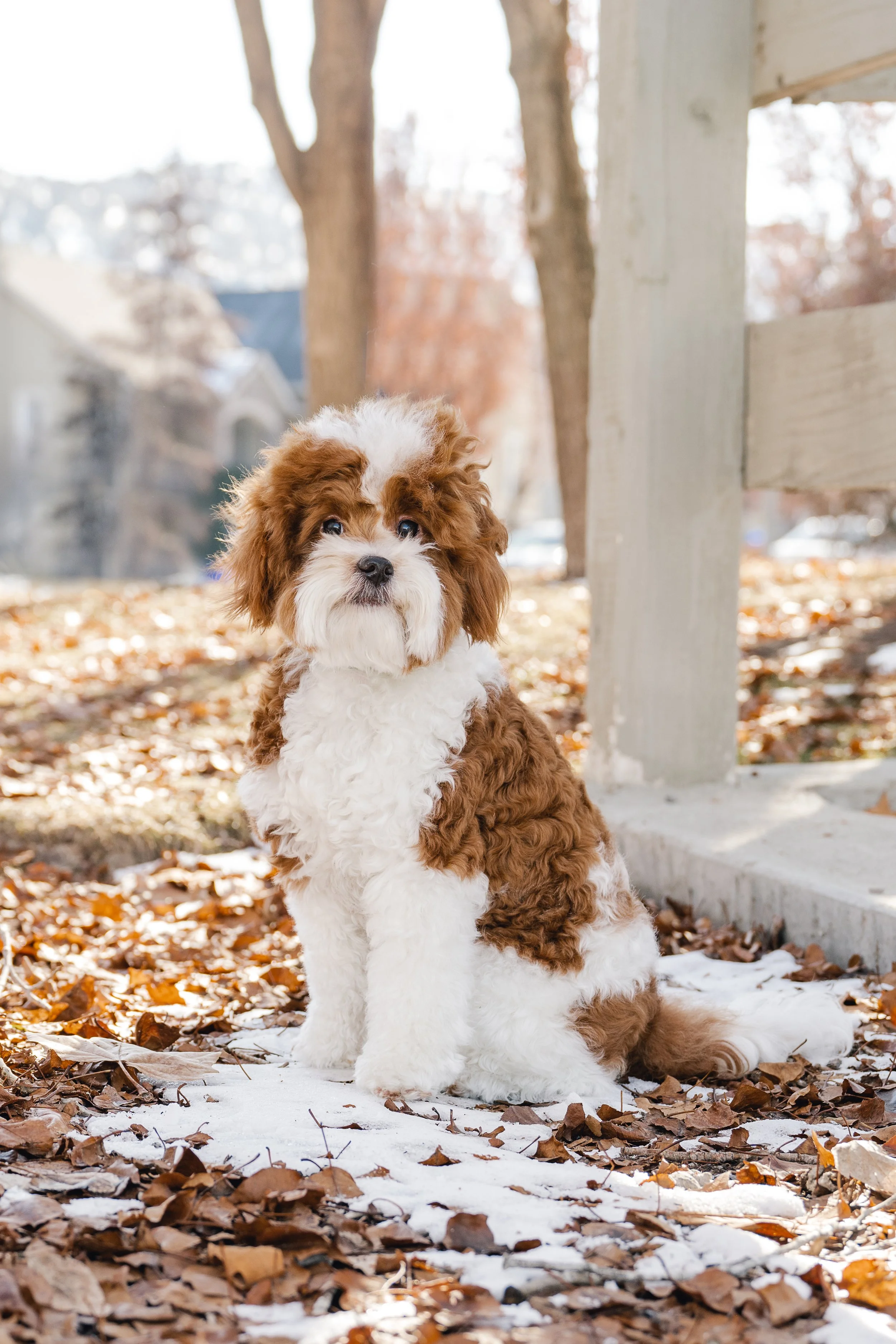 Waldo_UtahGoldendoodles_FGP-16.jpg