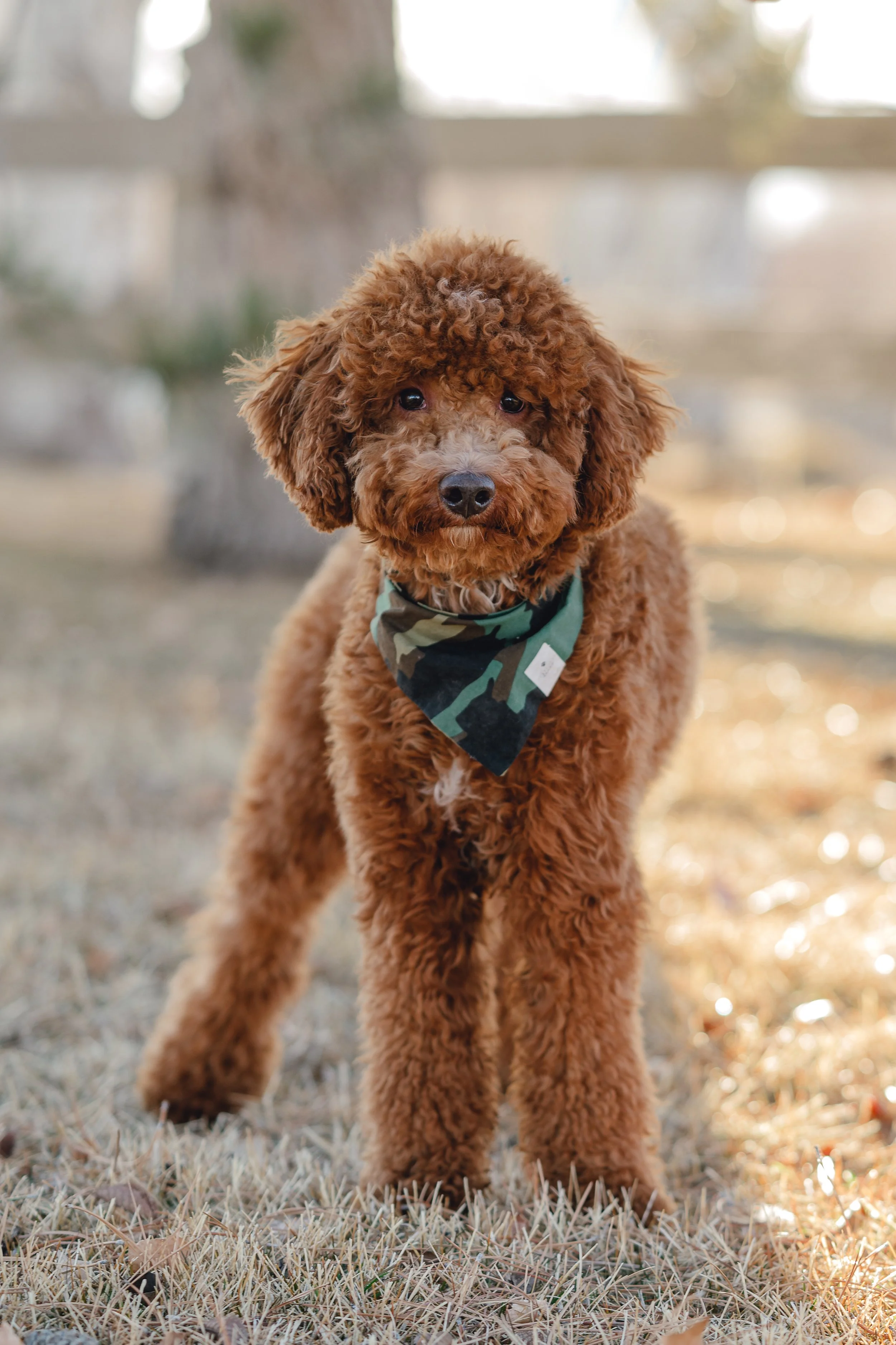 Goose_TeddyBear_FGP-6.jpg
