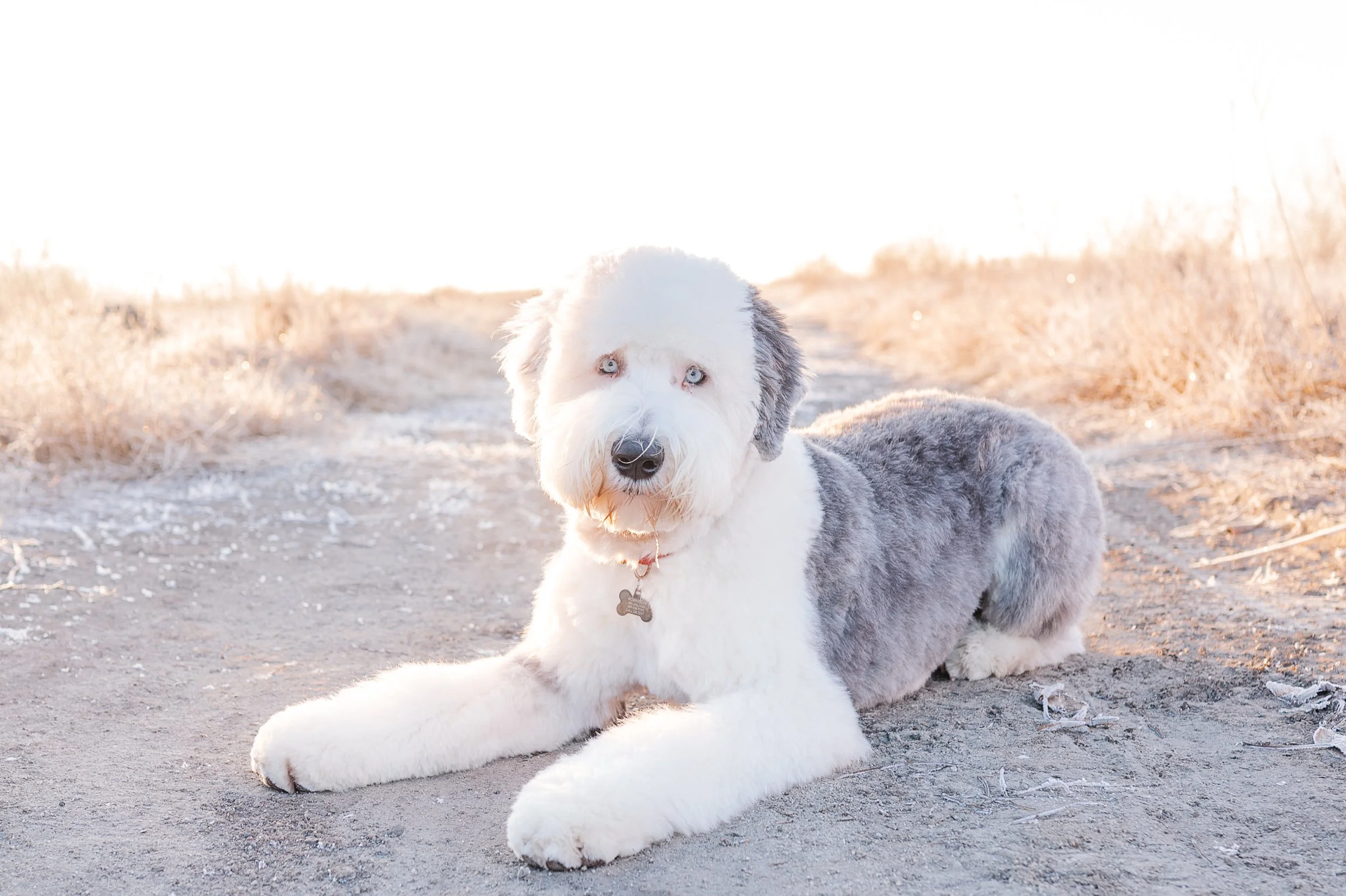 Rocky_Groomed_UtahGoldendoodles-14.jpg