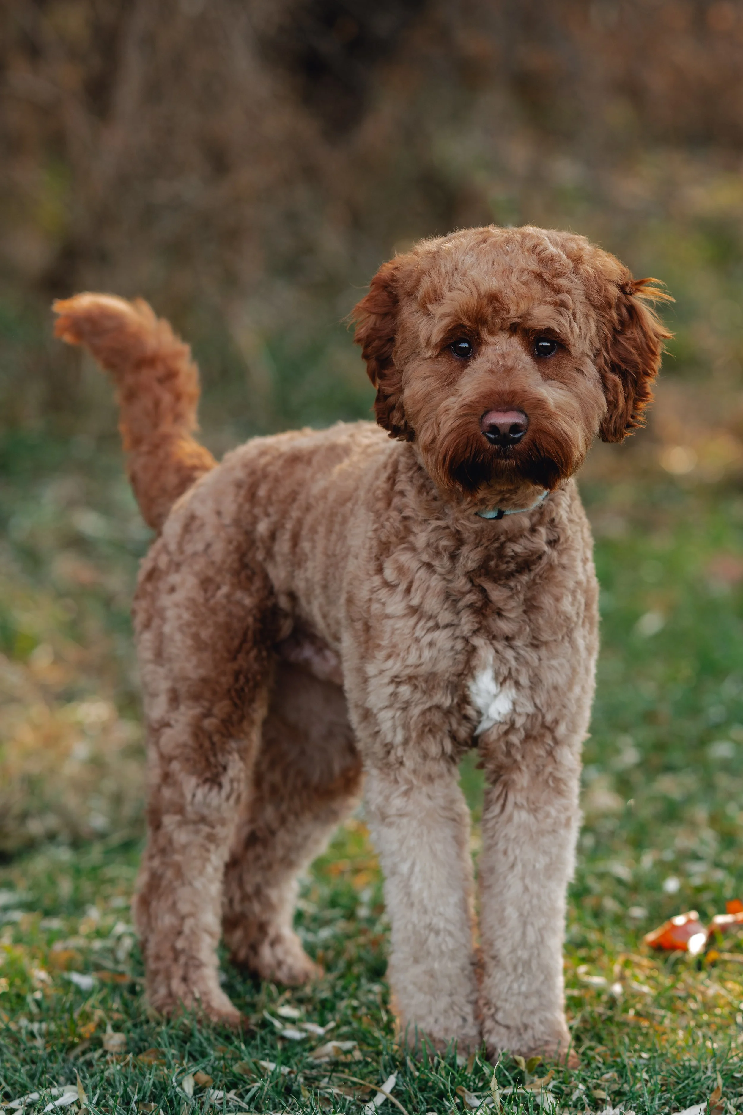 Mookie_UtahGoldendoodles-27.jpg
