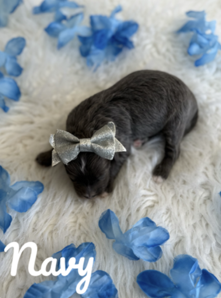 Screen Shot 2026-01-29 at 10.52.58 AM.png