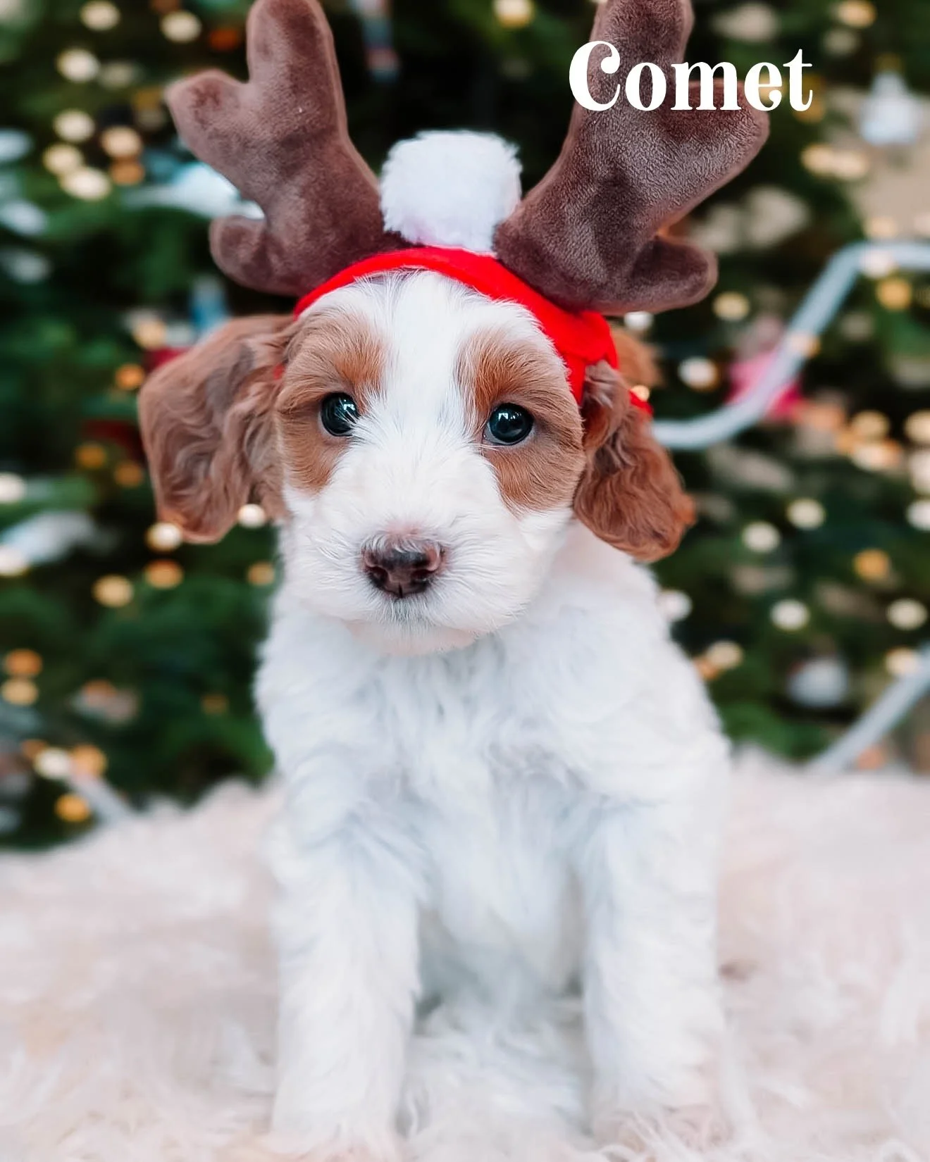 $2500 - Male (Ready for Christmas)