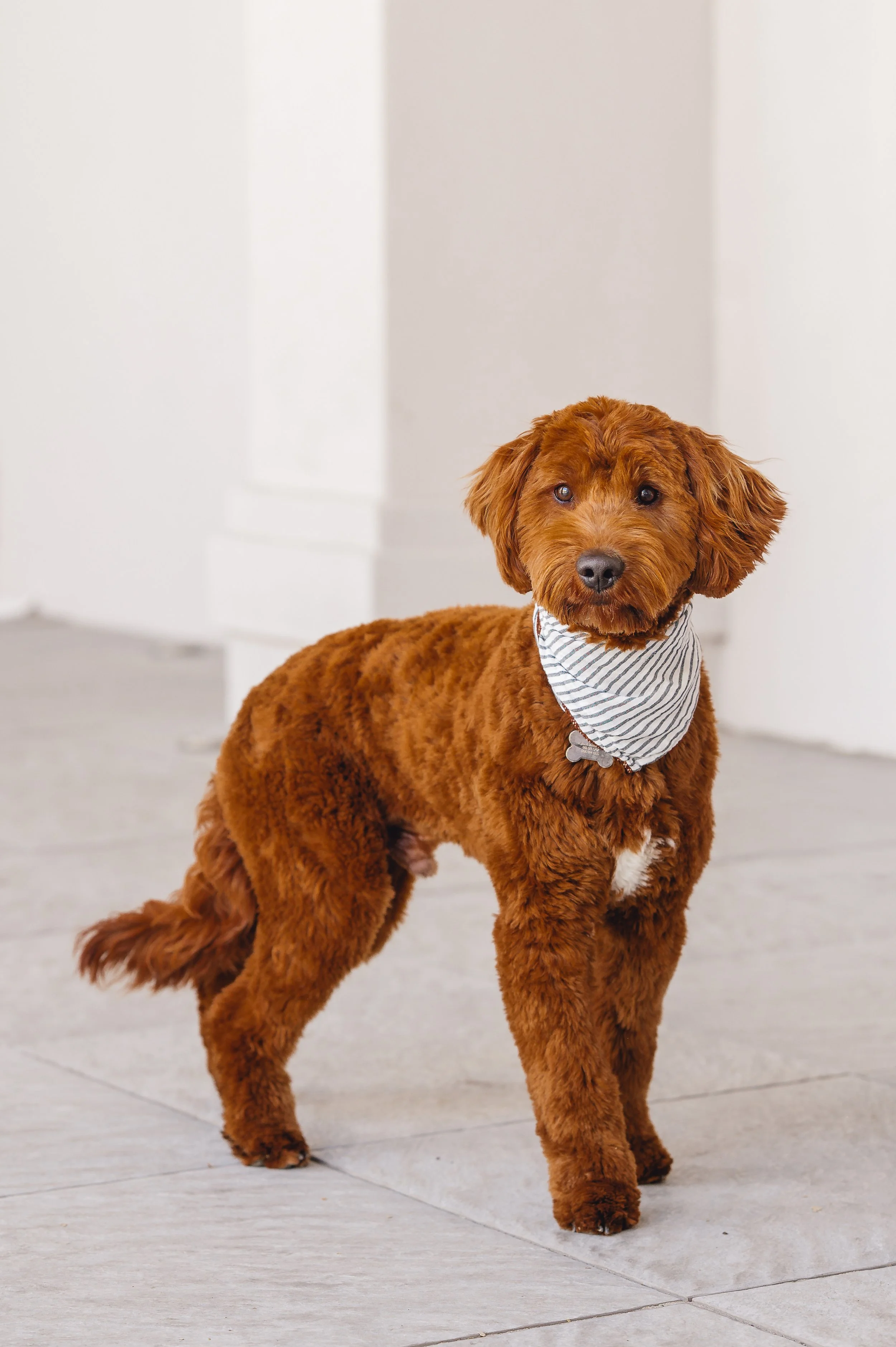 BoomerUtahGoldendoodles-6.jpeg
