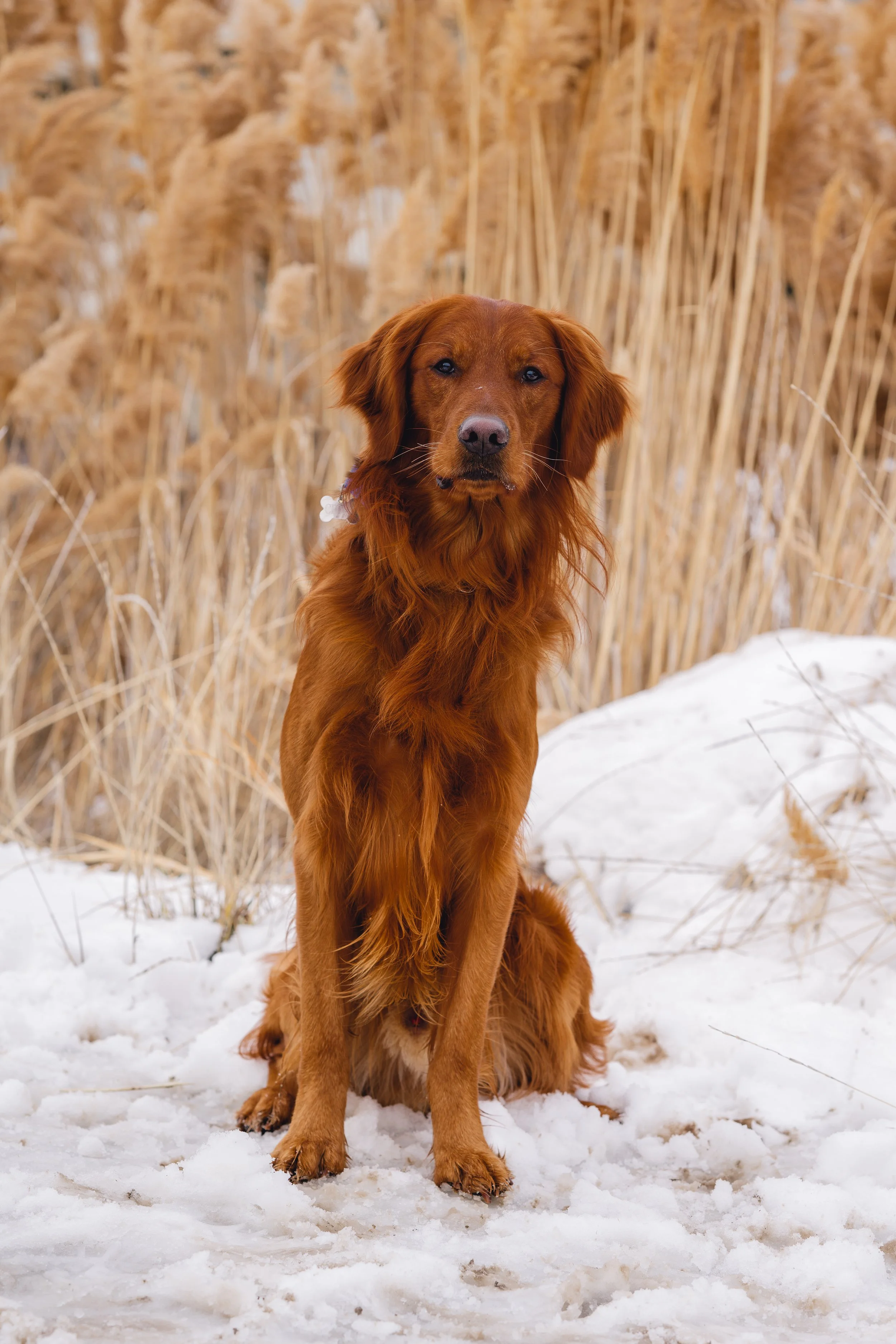 UtahGoldendoodles_Cedar_FGP-2.jpg