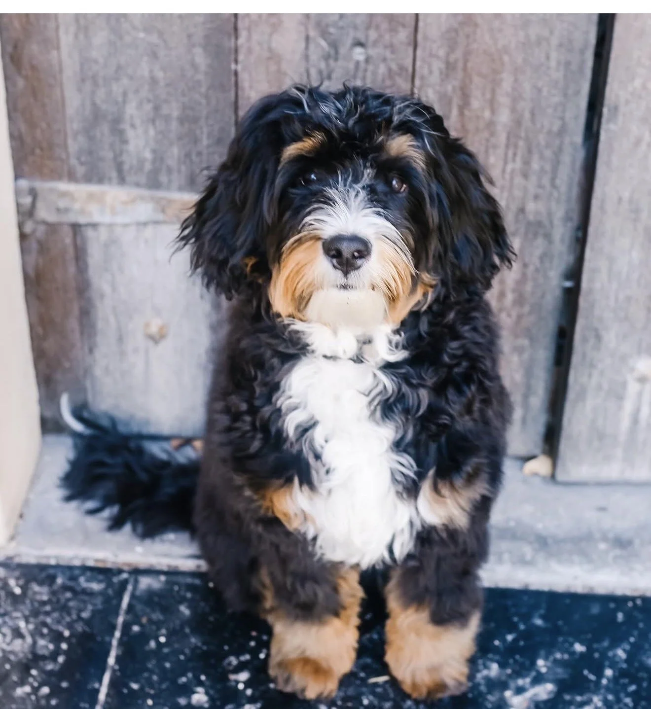 Bear (Stud/Not For Sale)