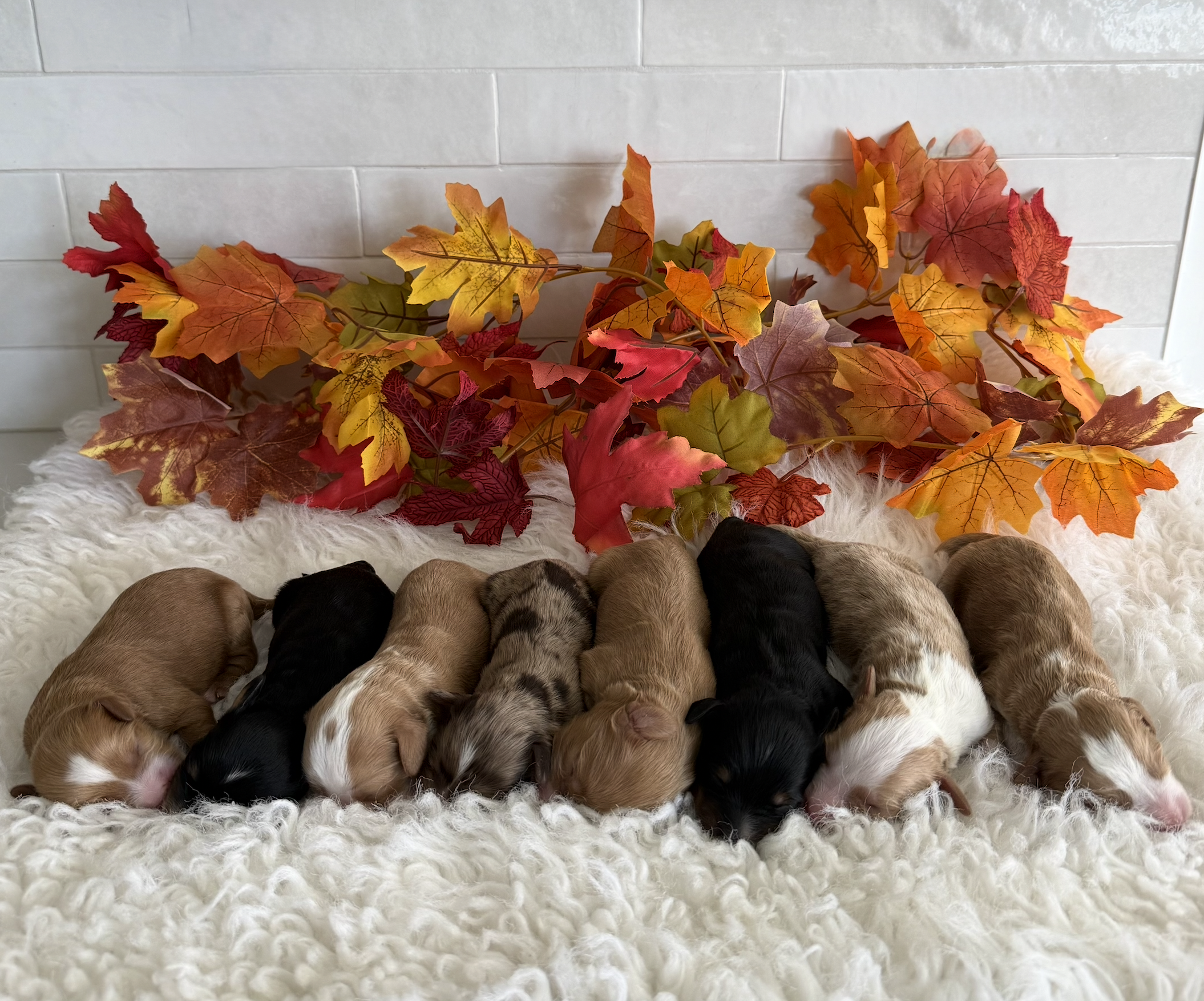 L-R 2 females 4 males | Next deposit is for second pick | Picking is when they are 4 weeks old