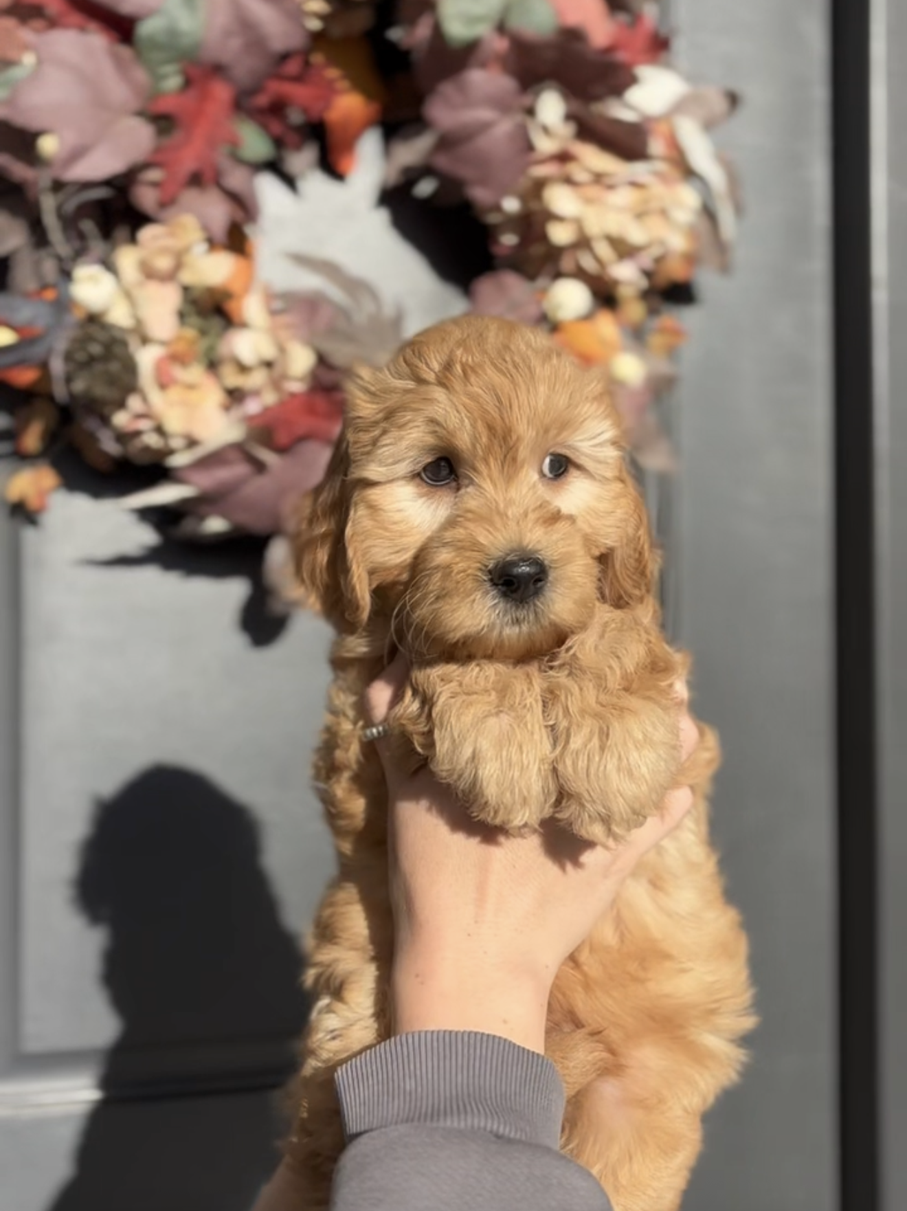 Fluffy Goldendoodle puppy in front of a holiday wreath, available as a Christmas puppy in Utah