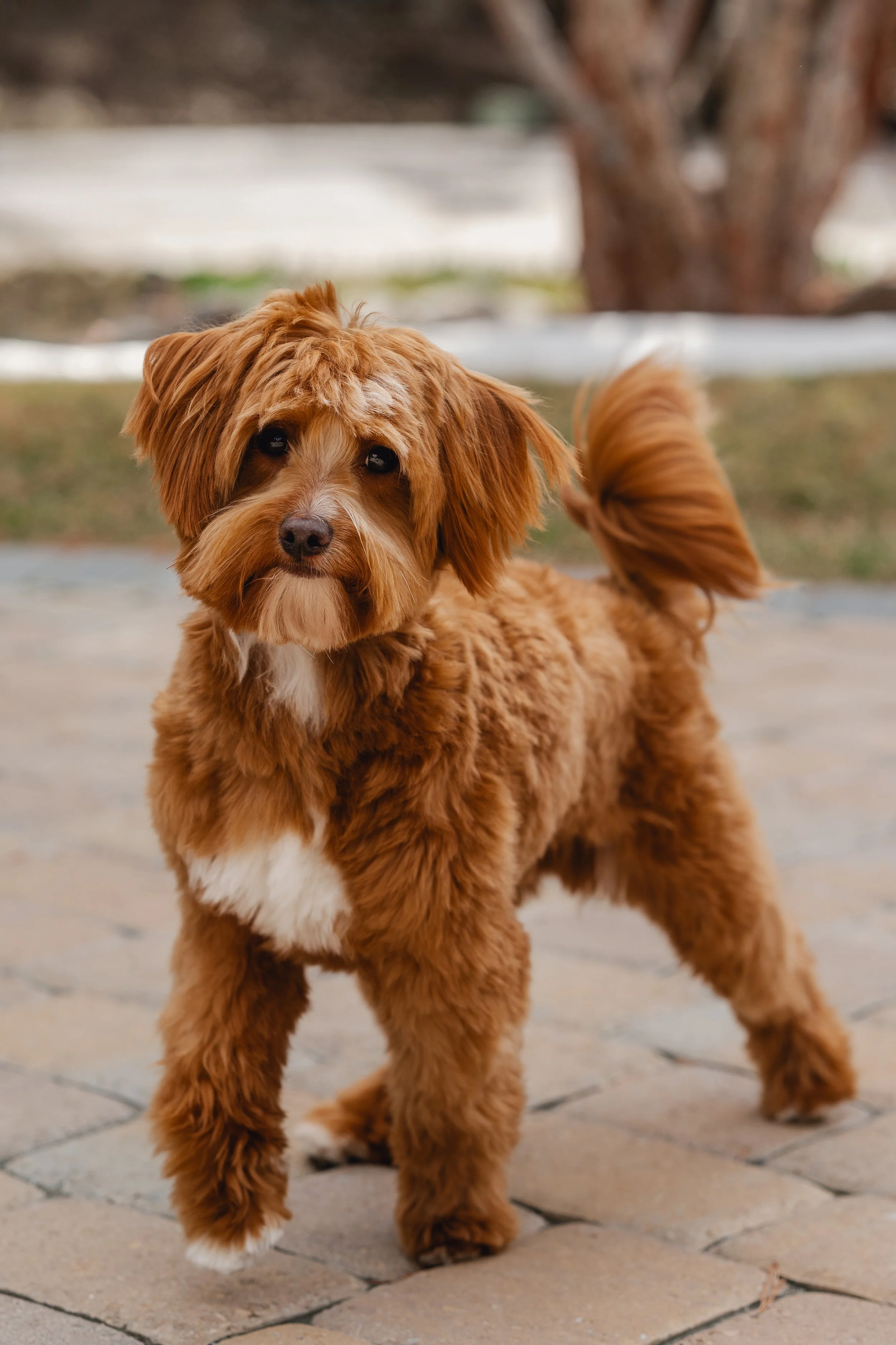 Bram_UtahGoldendoodles-2.jpg