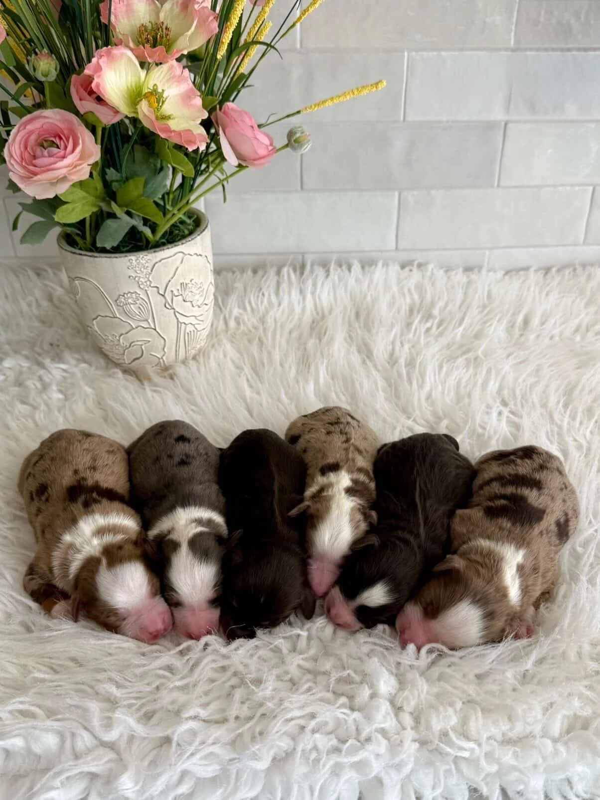 L-R: 4 girls & 2 boys (Next deposit if for third pick) Picking is at 4 weeks old.
