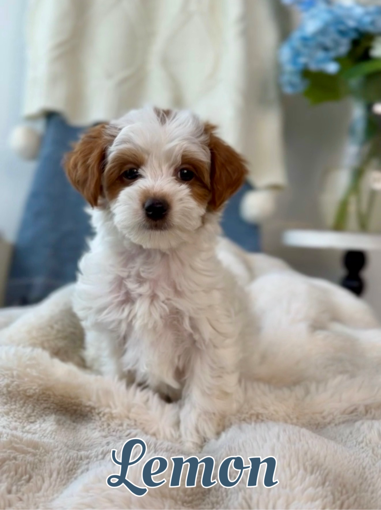 Female | Adult Weight: 8-12 lbs.