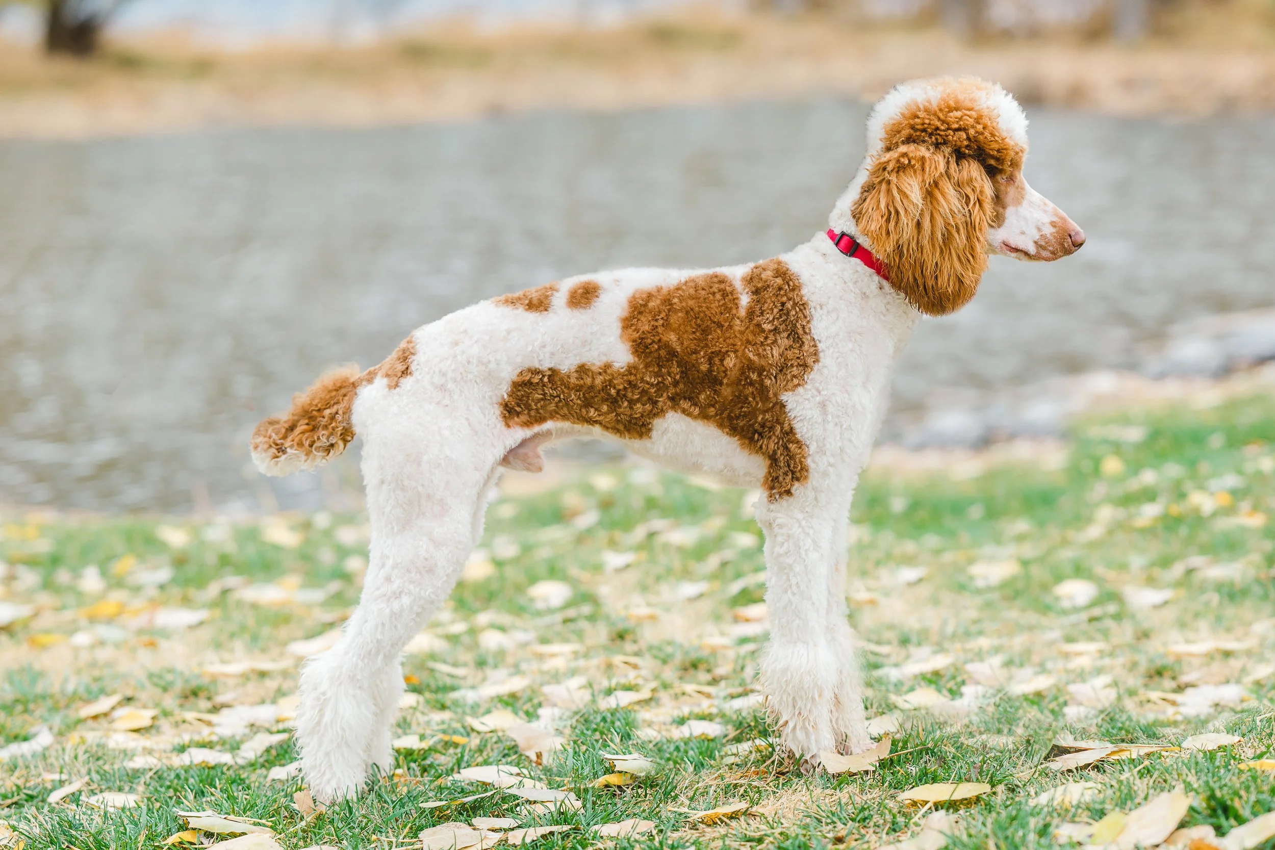 Kingston, 39 lbs. Moyen Poodle stud with rich brown and white parti coat and adorable head tilt. Excellent curl and furnishings. Stud services available at Utah Doodles, Provo, Utah.
