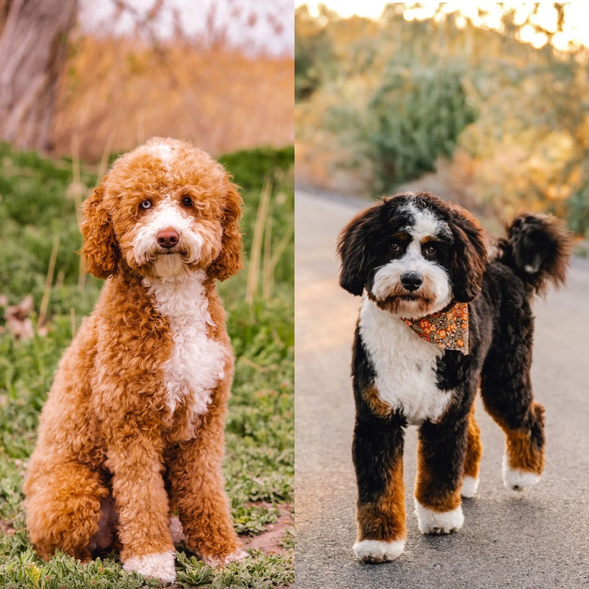 Gemma (Poodle/Mama) & Rooster (Bernedoodle/Stud)