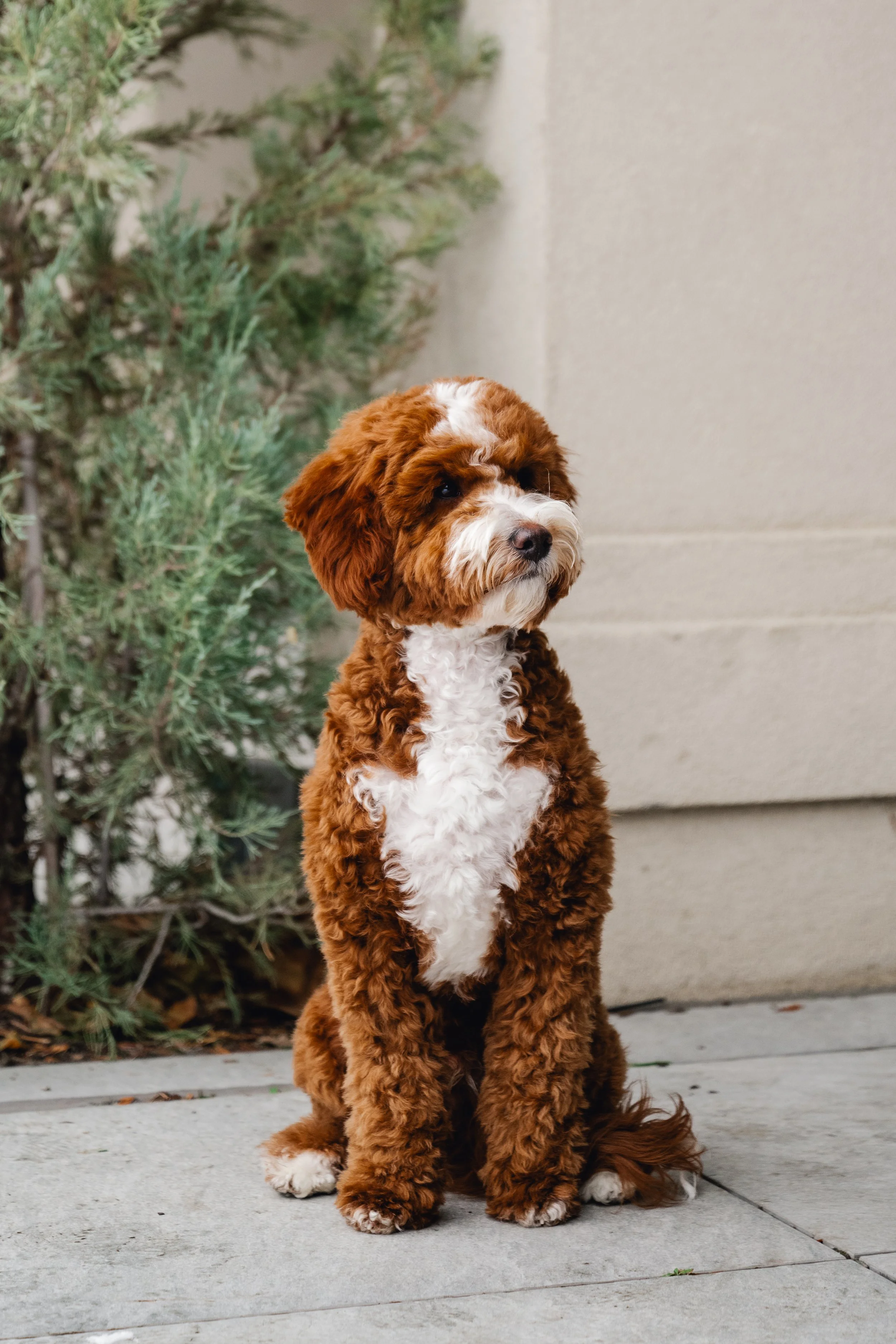 Pax_UtahGoldendoodles_HWP-20.jpg