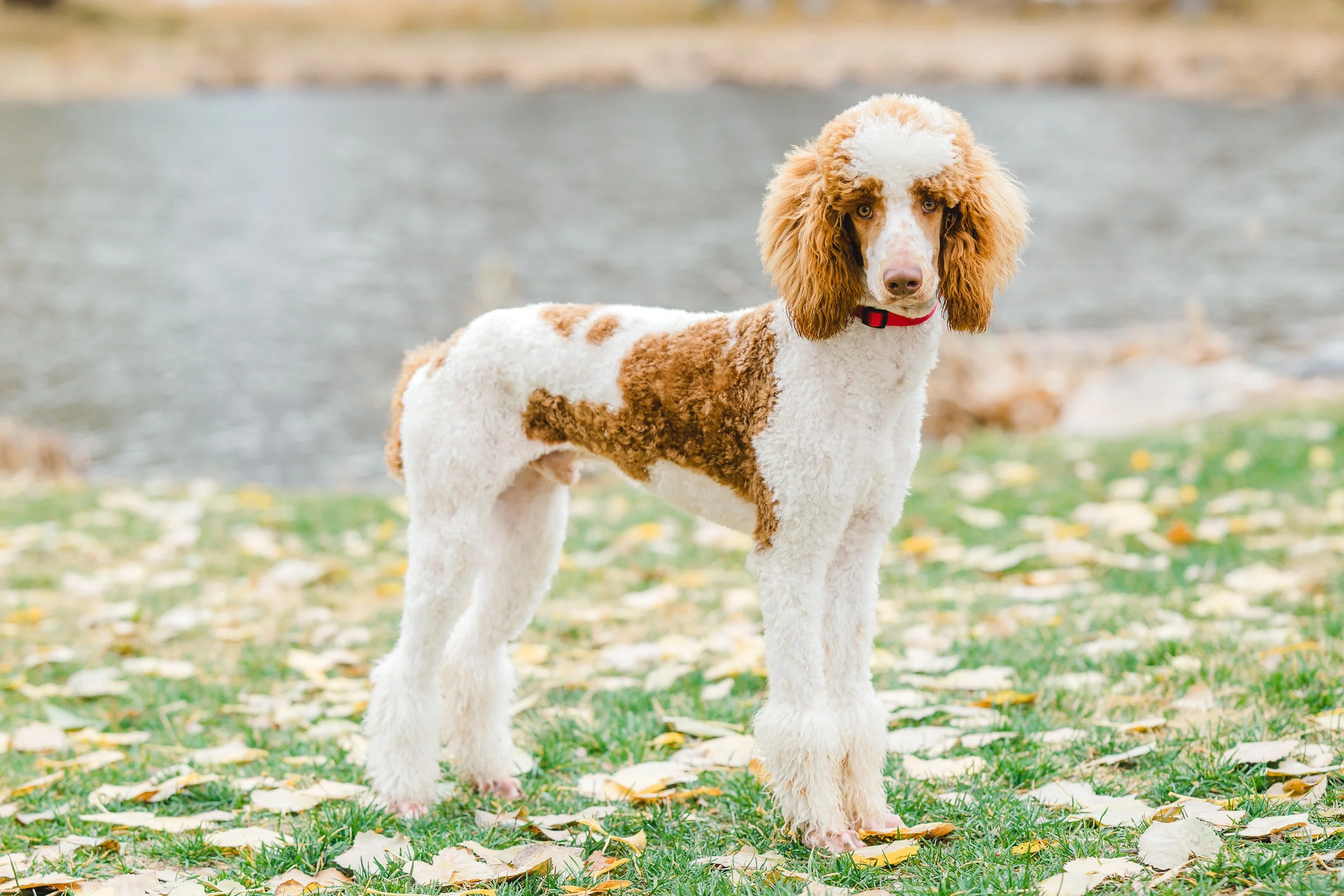Kingston, 39 lbs. Moyen Poodle stud with rich brown and white parti coat and adorable head tilt. Excellent curl and furnishings. Stud services available at Utah Doodles, Provo, Utah.
