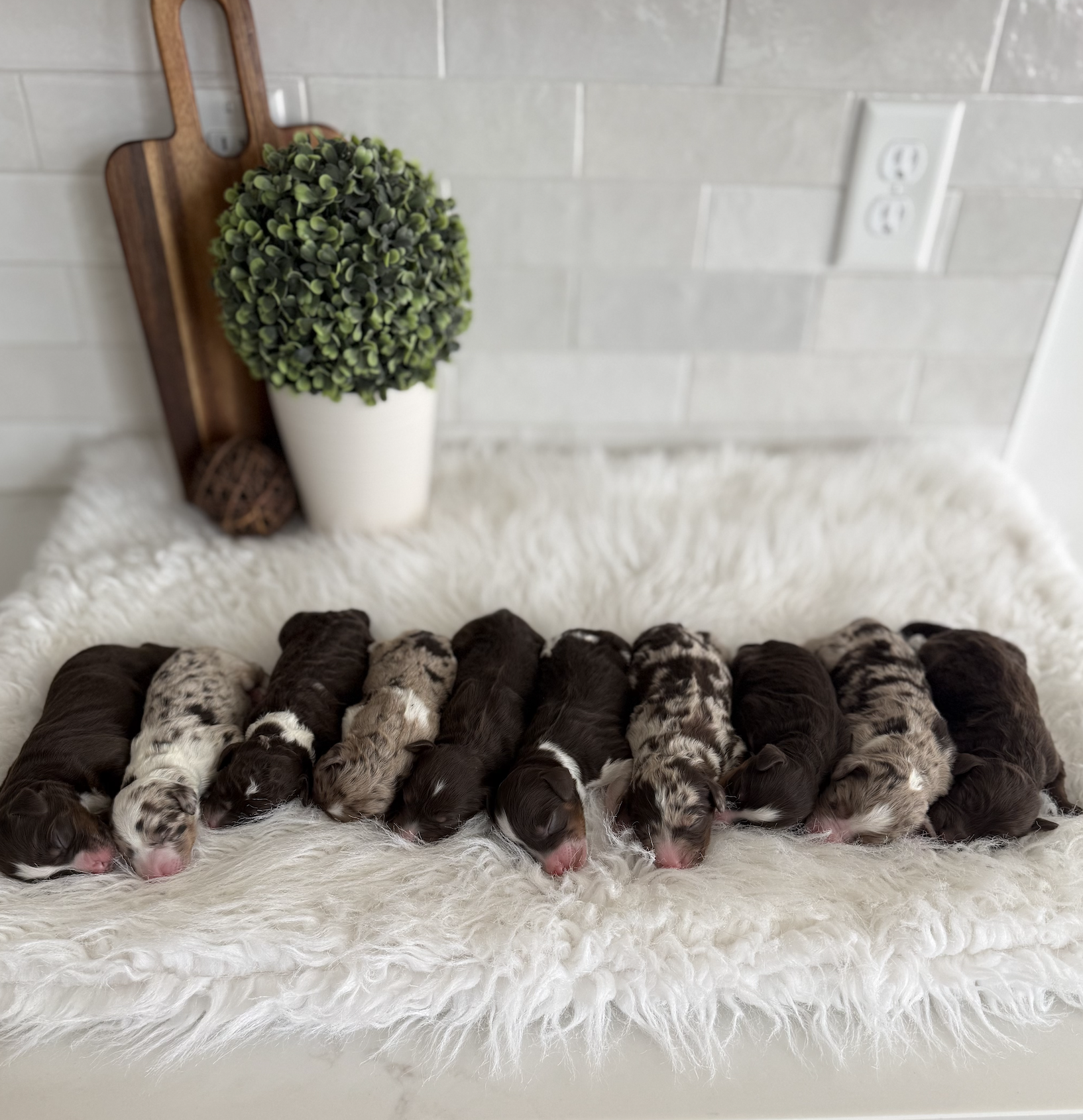 Left to right our 4 girls and 6 boys. Next deposit is for 3rd pick. Picking is at 4 weeks old.