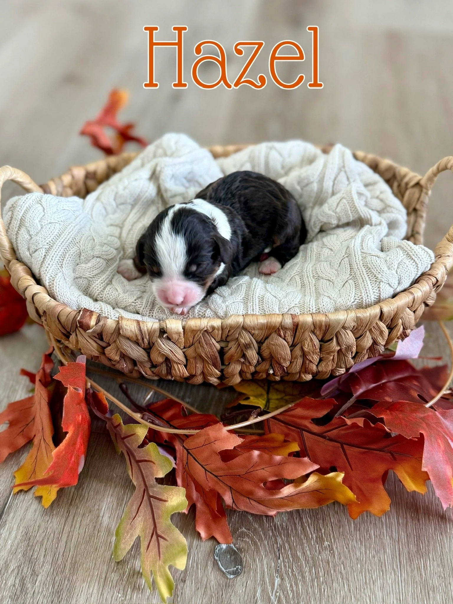 Chocolate Tri (Female)