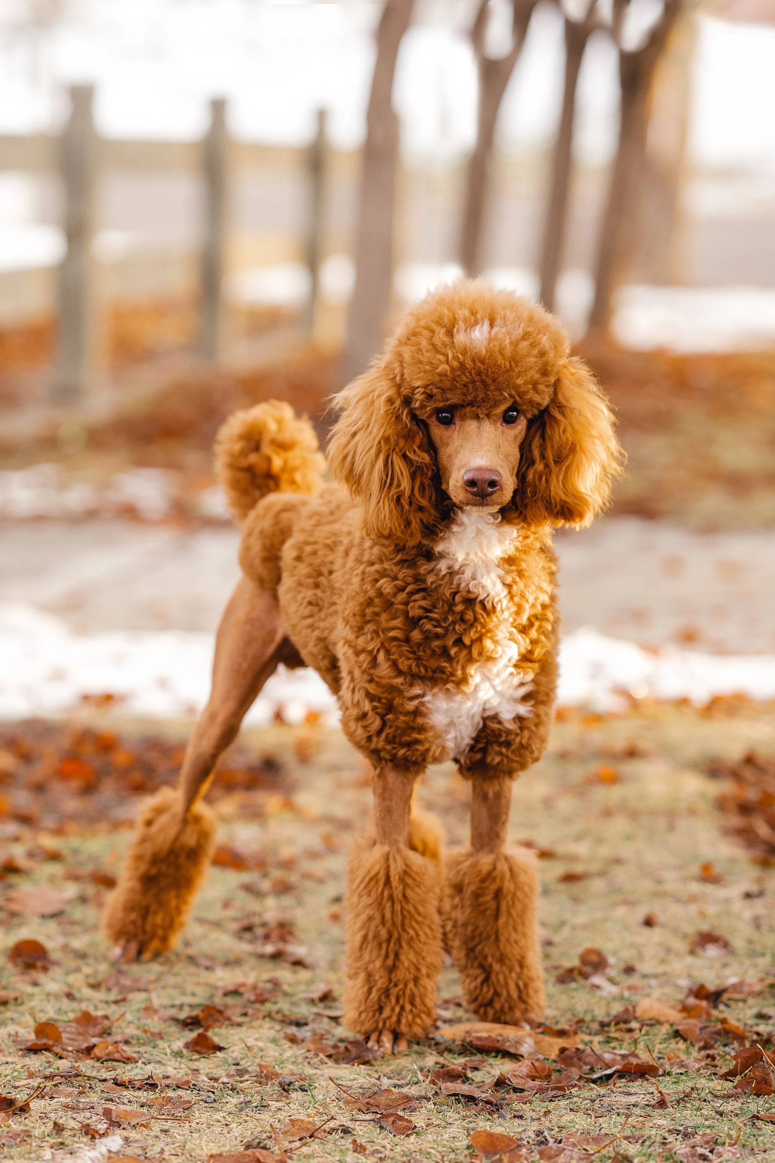 UtahGoldendoodles_Linkin-13.jpg