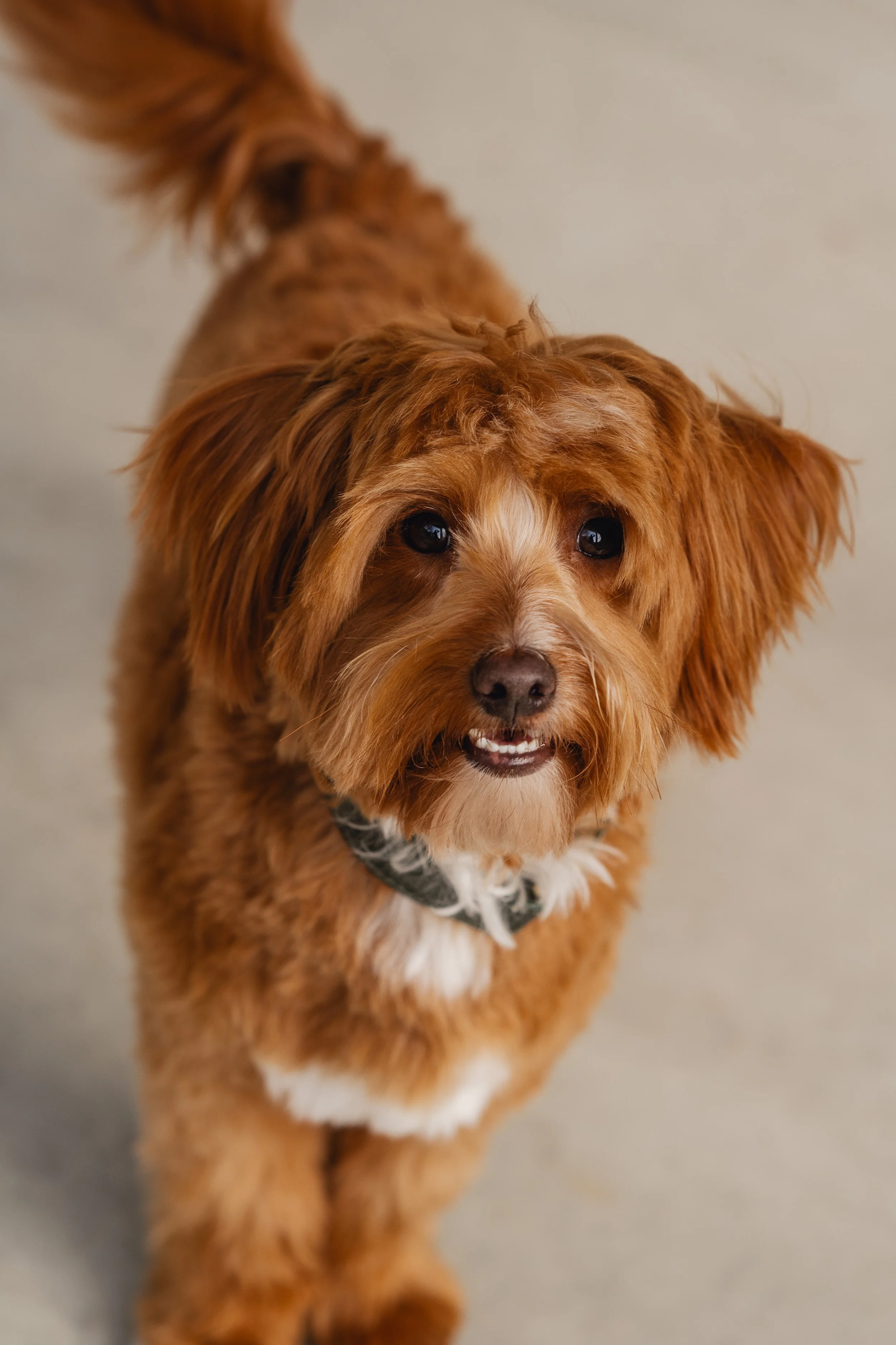 Bram_UtahGoldendoodles-27.jpg