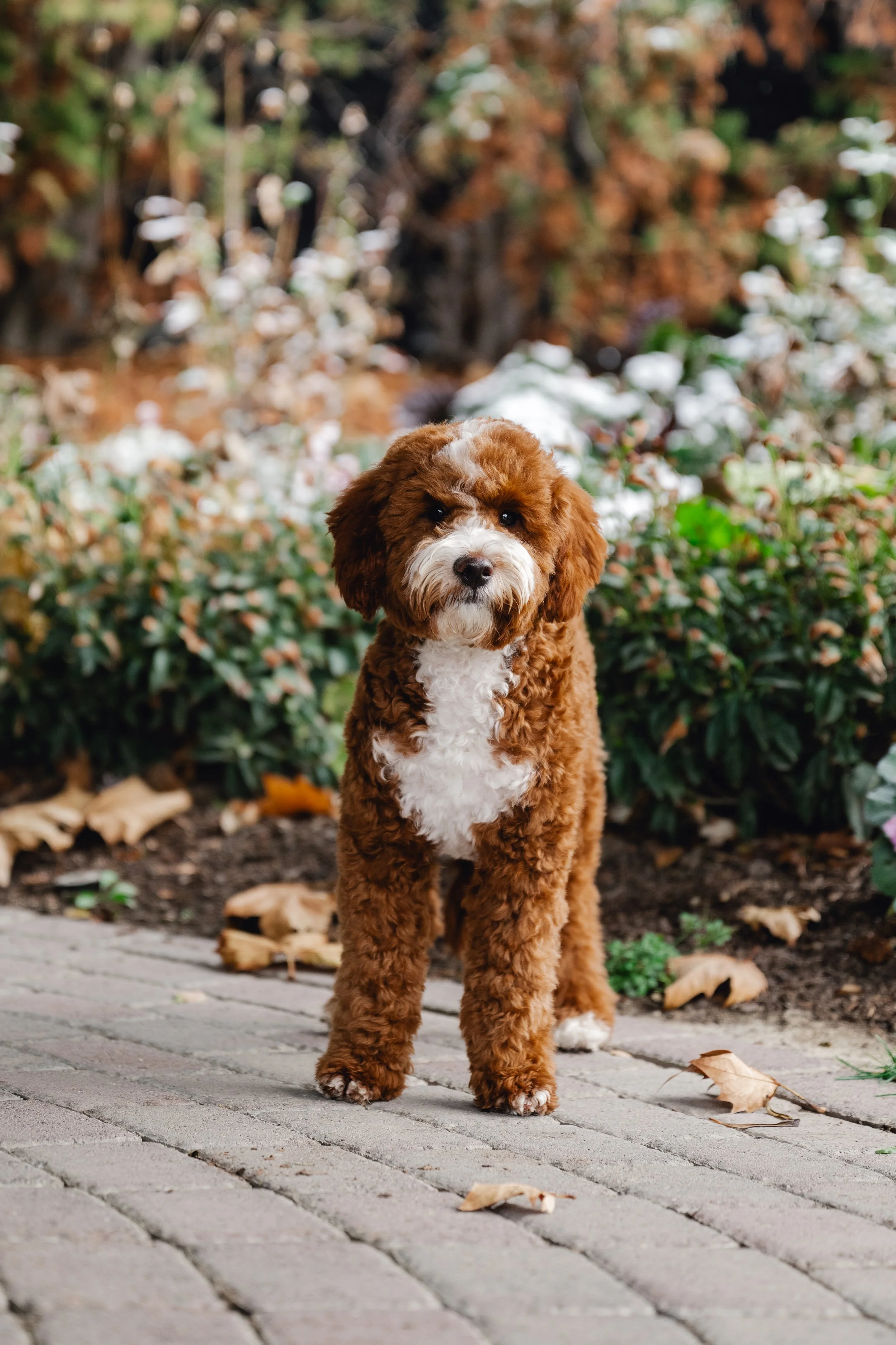 Pax_UtahGoldendoodles_HWP-45.jpg