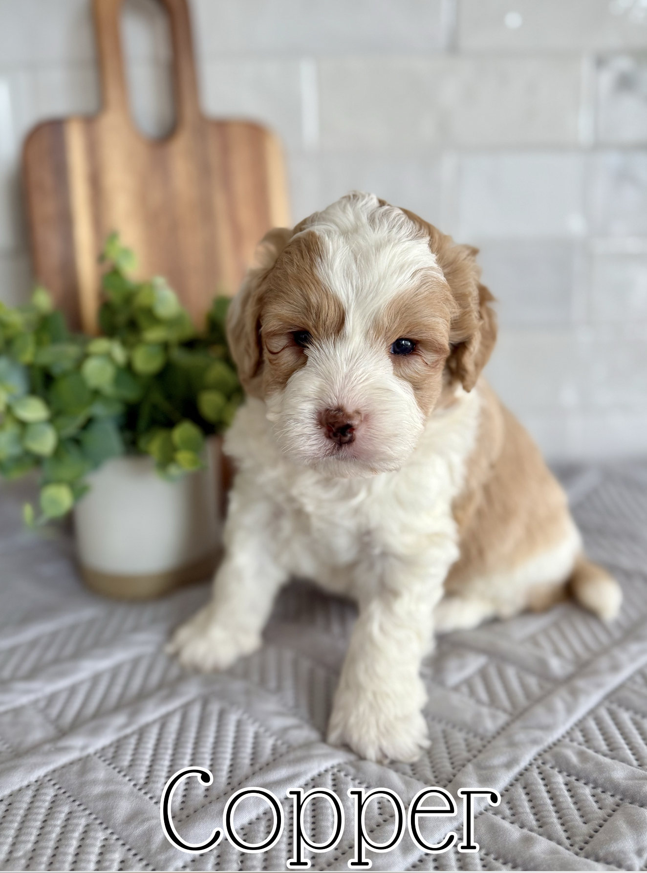 Screen Shot 2026-03-04 at 1.46.12 PM.png