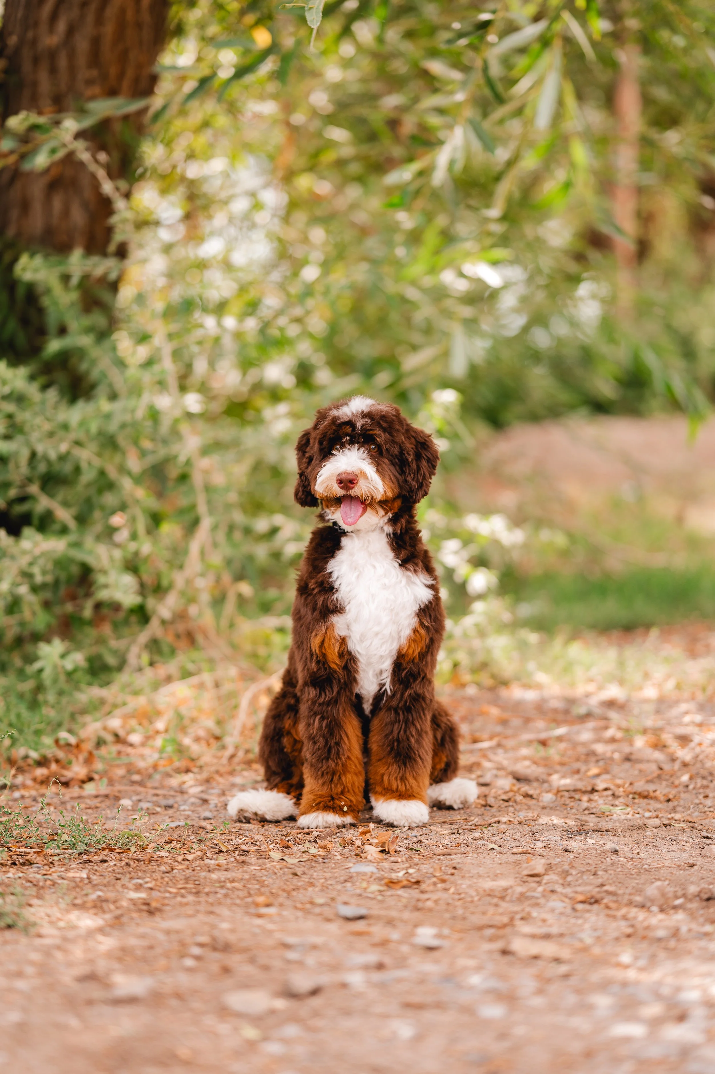 Utah Doodle Bernedoodle Studs