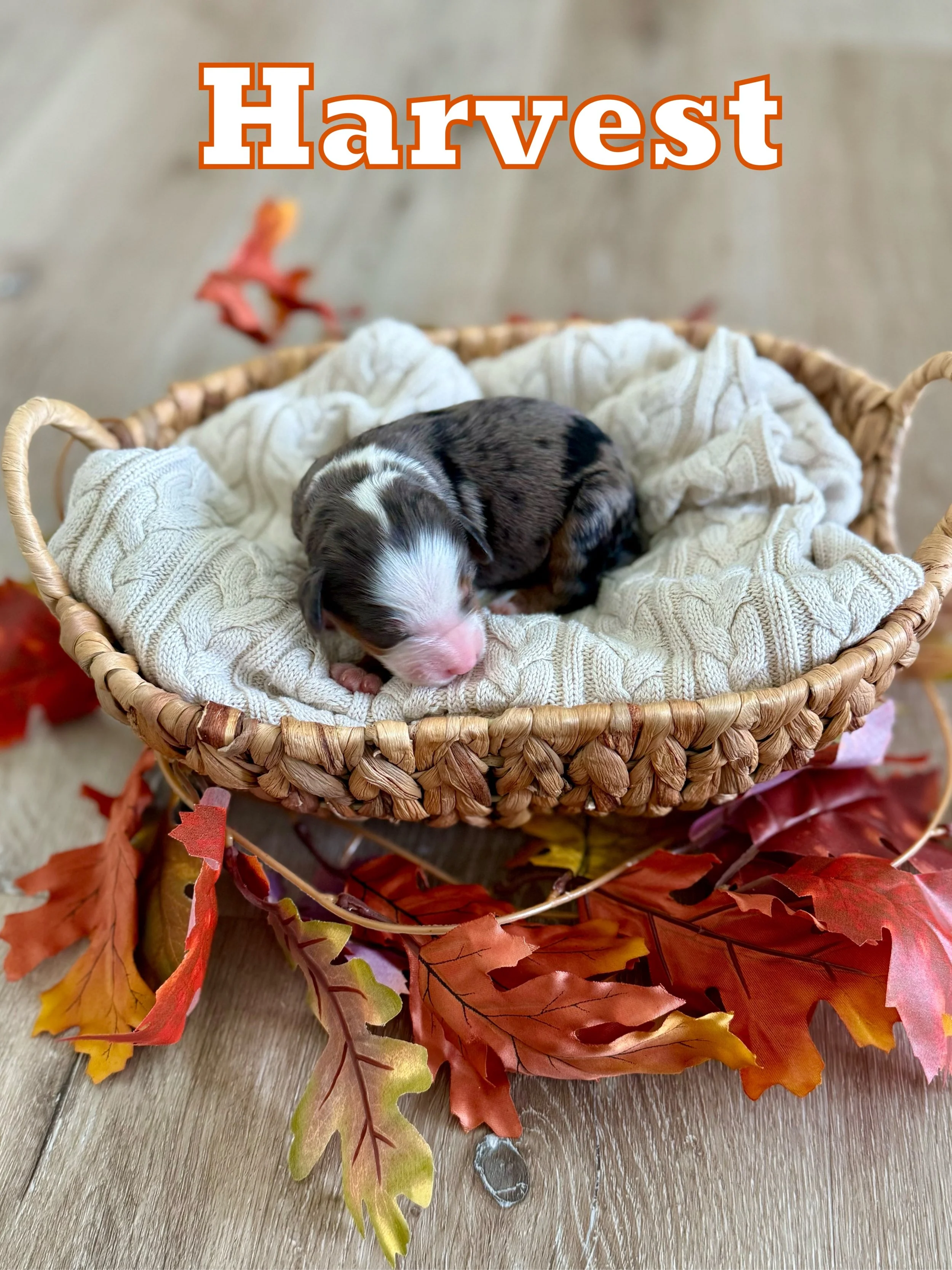 Black Merle (Male)