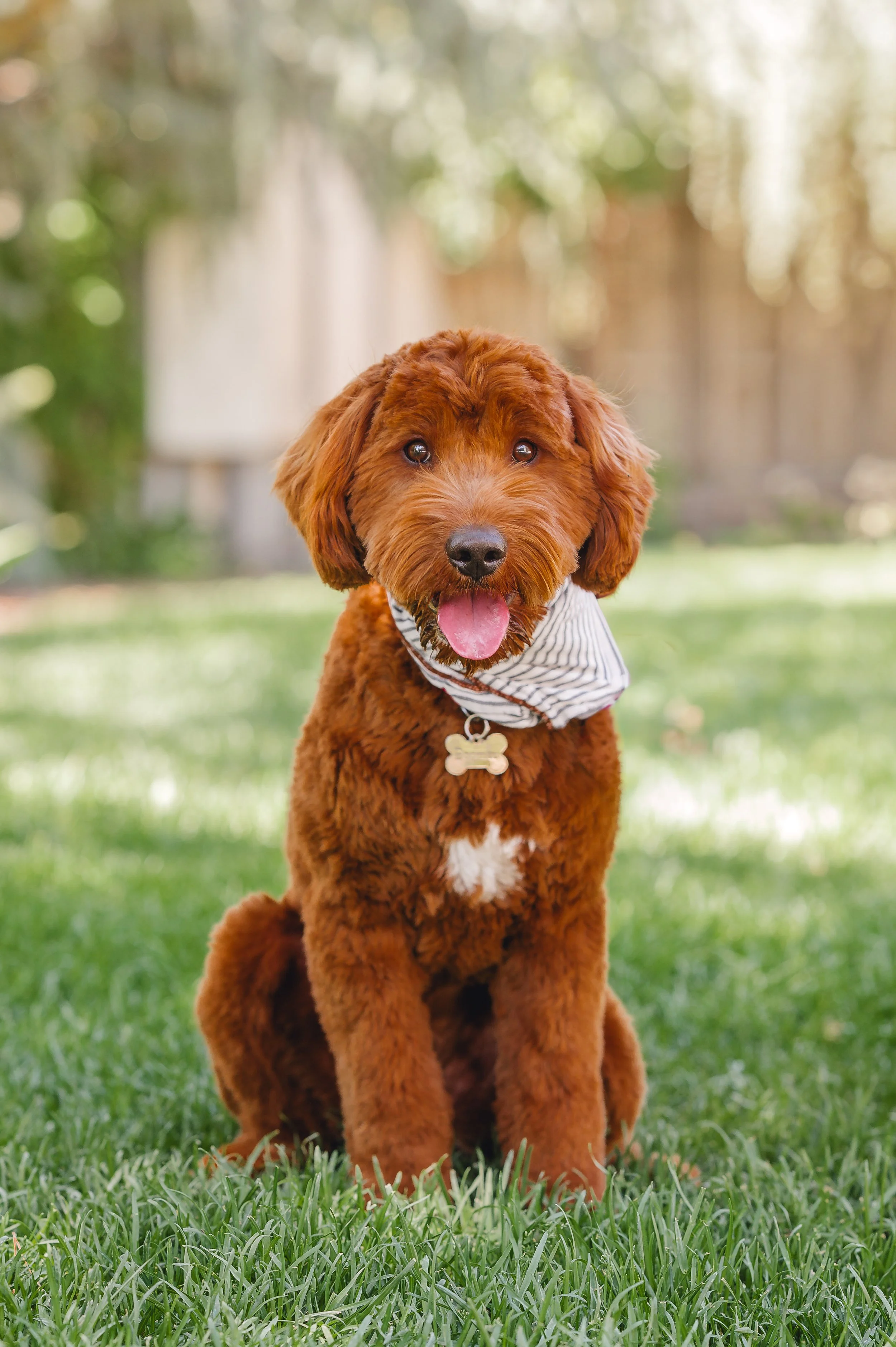 20 lb. goldendoodle Boomer posing on the grass
