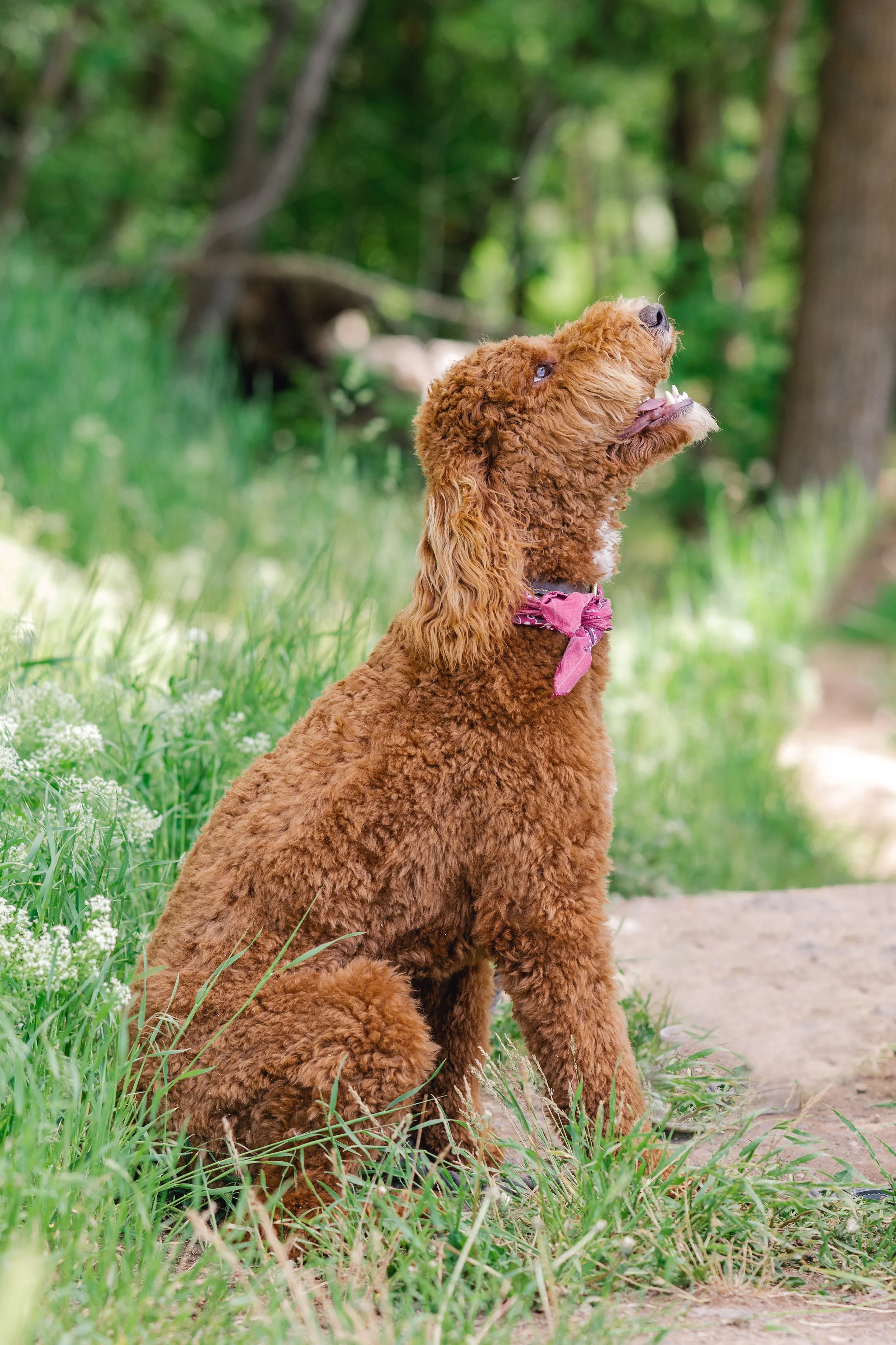 Rye, red Goldendoodle stud with luxurious thick curly coat and adorable bandana, standing proudly outdoors. Excellent temperament and conformation. Available for stud services at Utah Doodles in Utah.