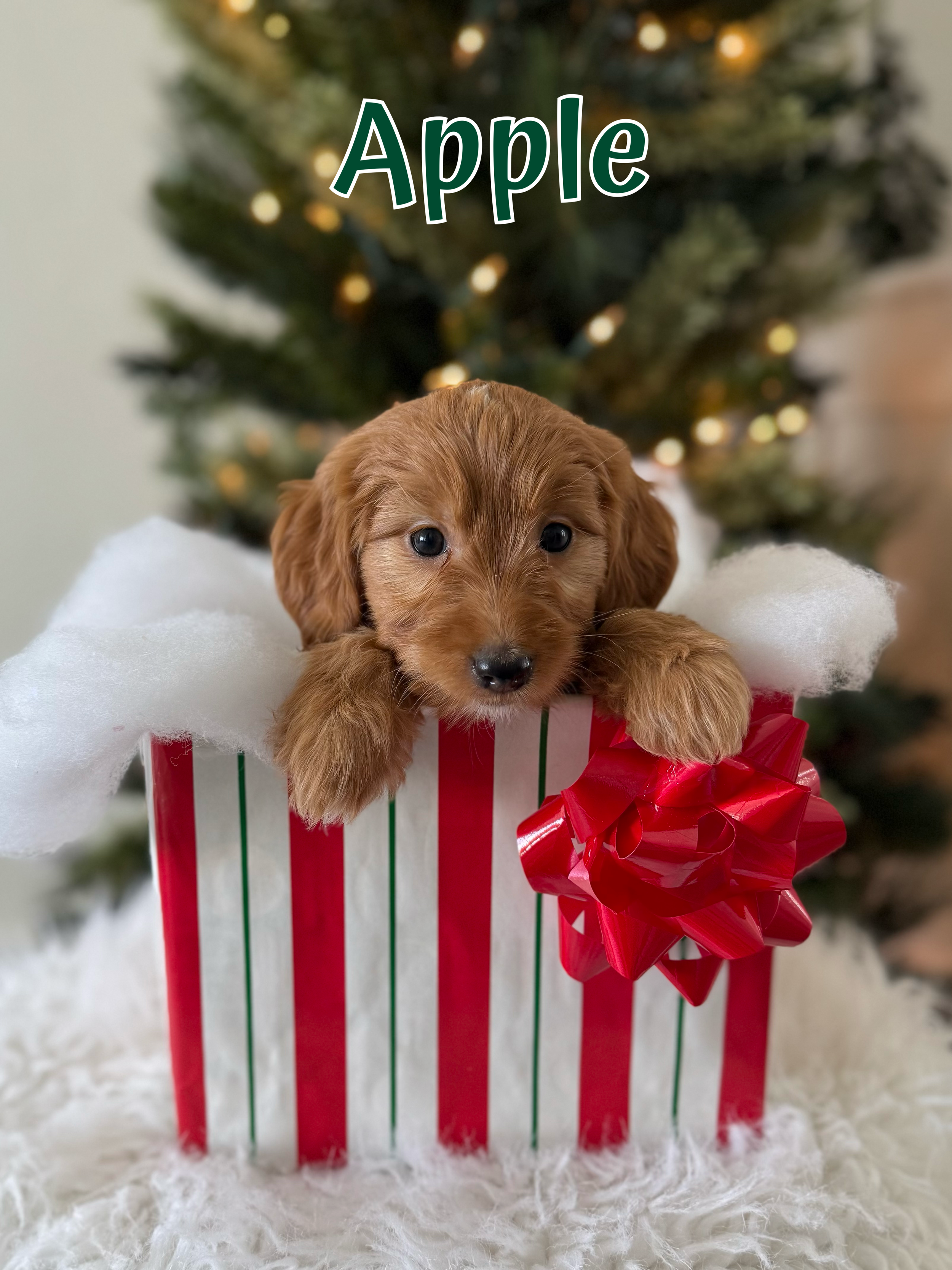 $2500 - Male - Ready for Christmas