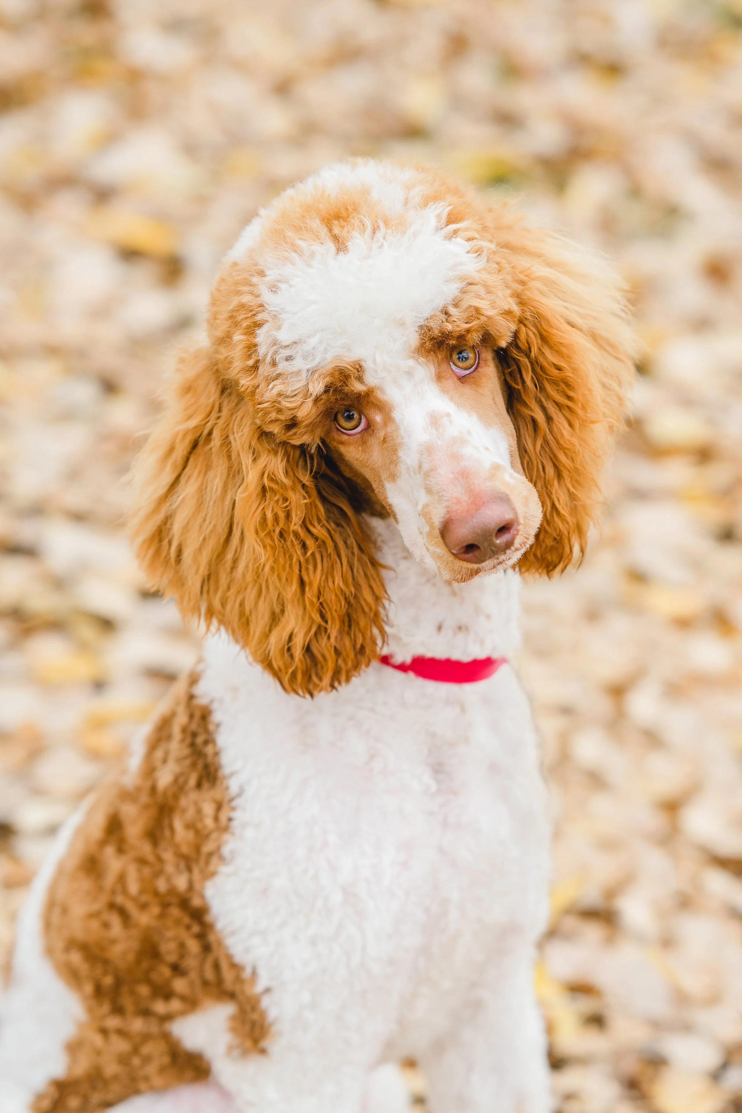 Kingston_UtahGoldendoodles-27.jpg