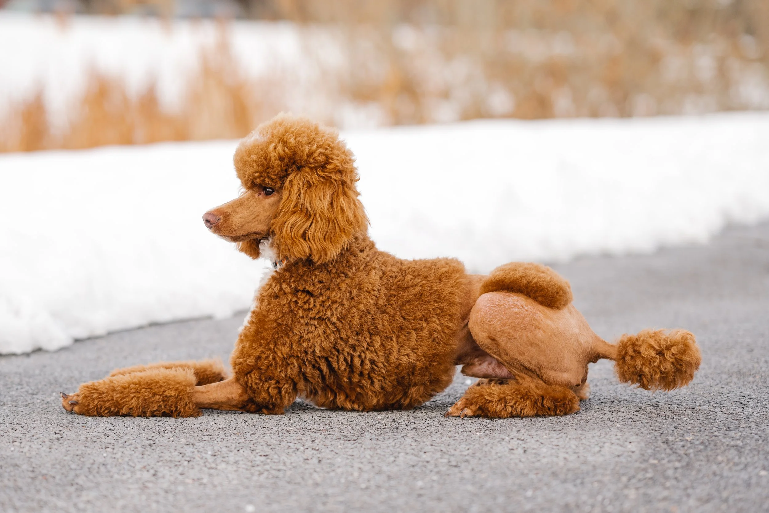 UtahGoldendoodles_Linkin-28.jpg