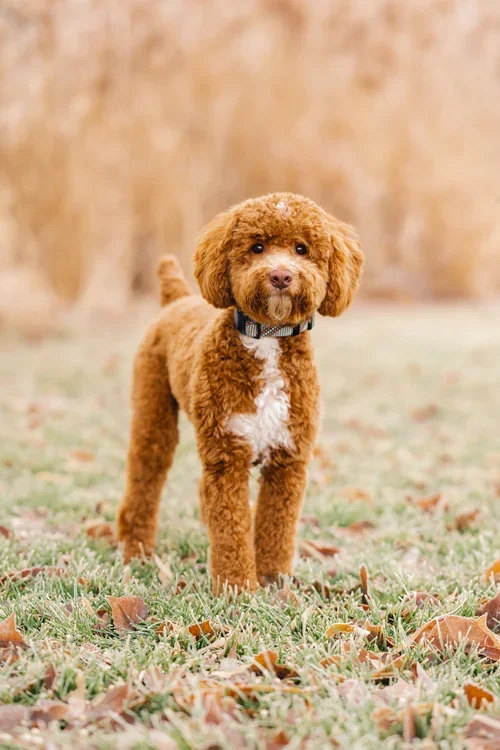 Nashville AKC Toy Poodle Stud Services Utah Doodles