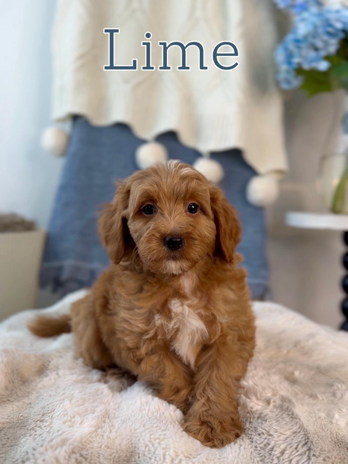Male | Adult weight: 13-15 lbs.