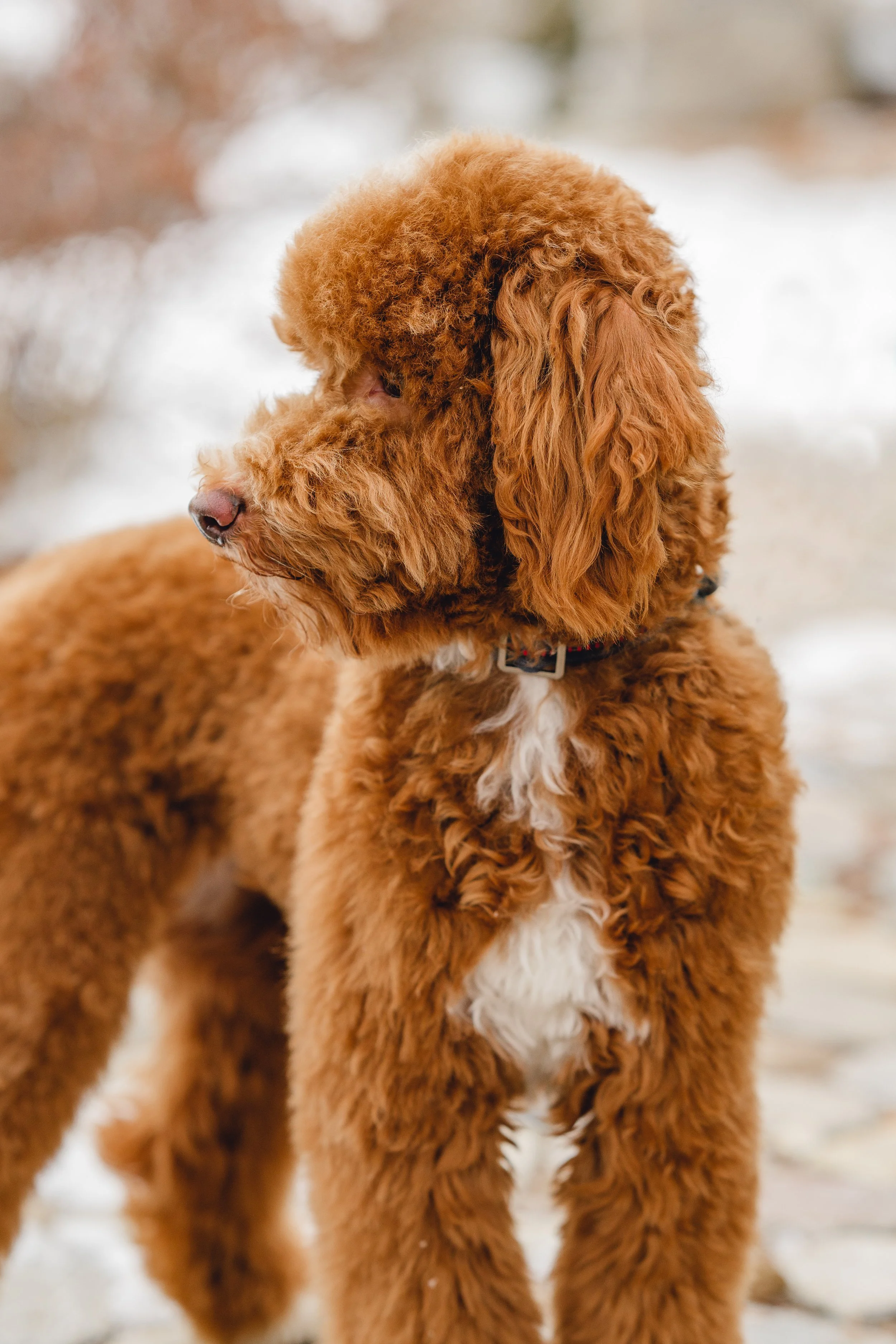Goose&Howie_UtahGoldendoodles_FGP-29.jpg