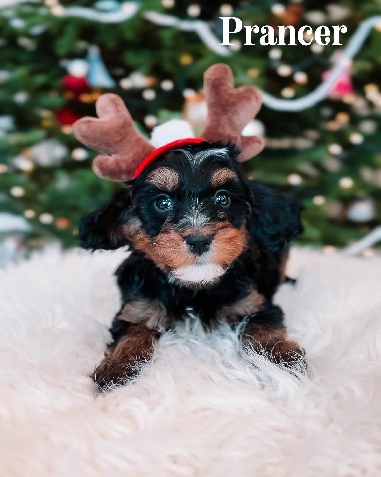 $2500 - Male (Ready for Christmas)