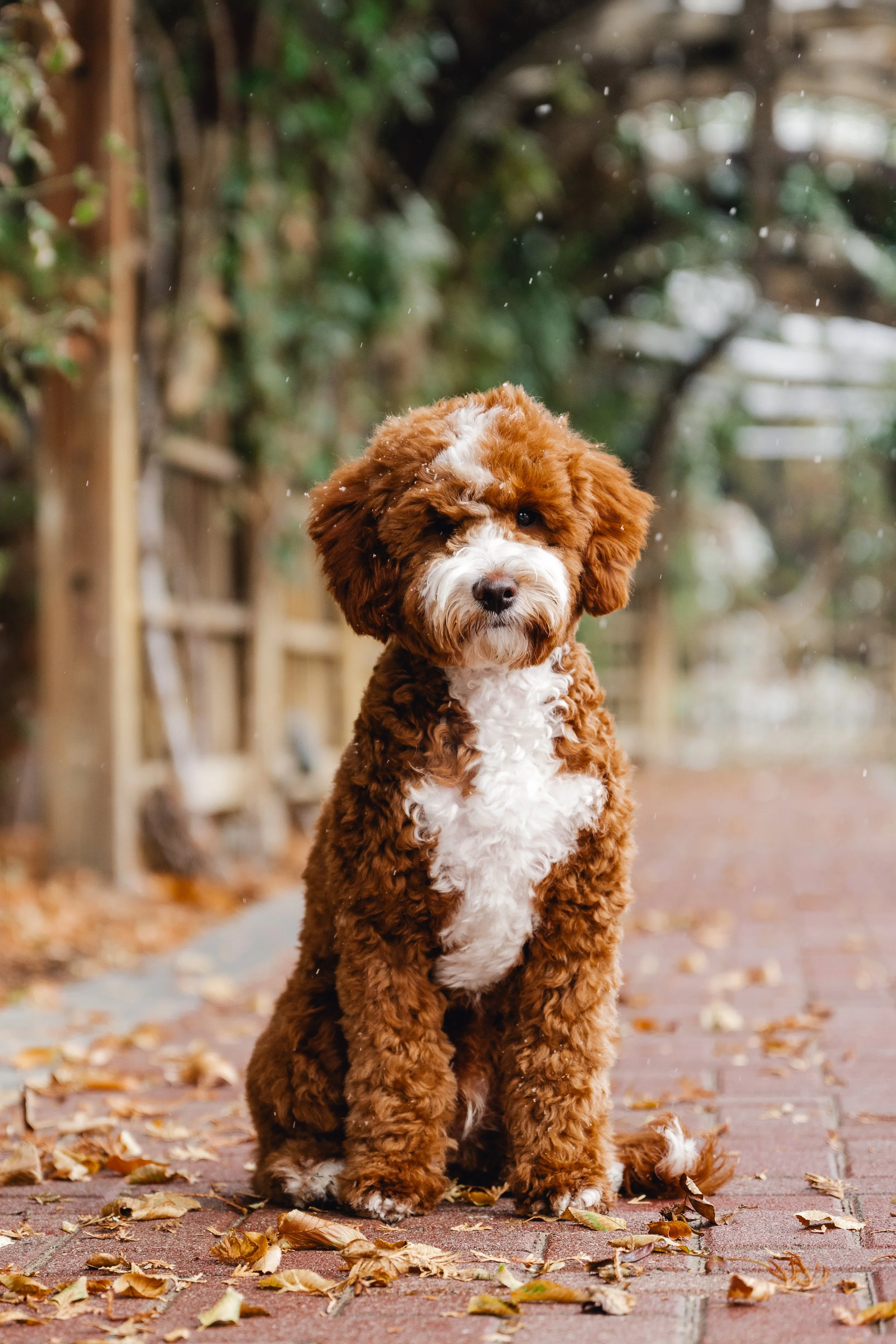 Pax_UtahGoldendoodles_HWP-35.jpg